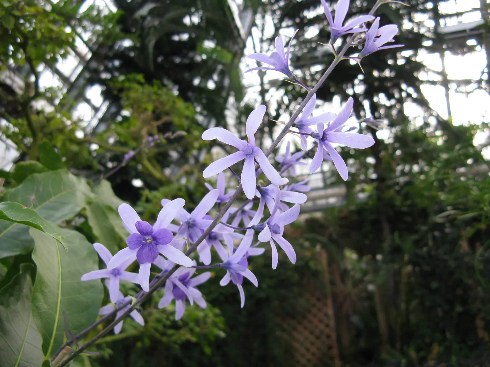 Queen's Wreath, Sandpaper Vine (Petrea Volubilis) — Full sun is preferred, but it will tolerate partial shade, which may reduce flowering intensity