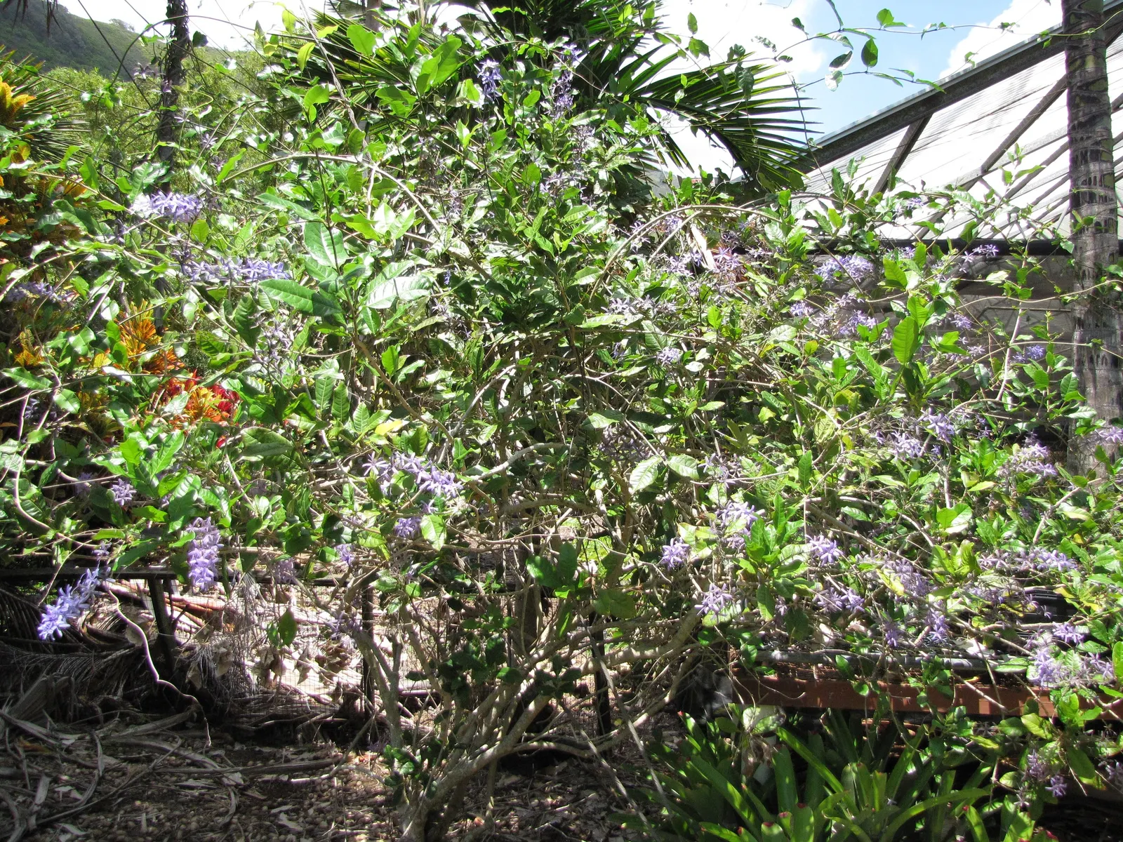 Queen's Wreath, Sandpaper Vine (Petrea Volubilis) — Native to Central and South America; vine for full, image 66
