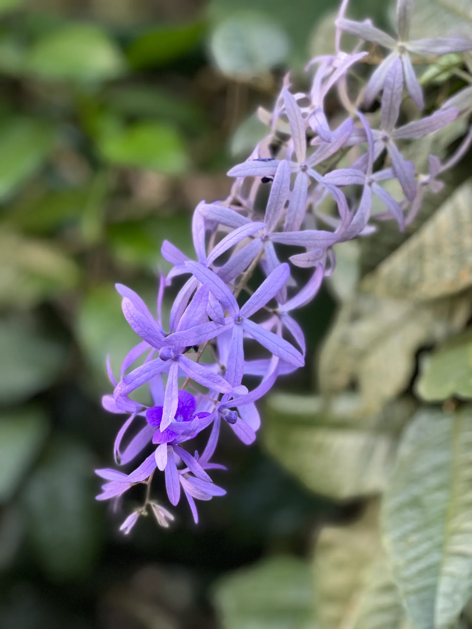 Queen's Wreath, Sandpaper Vine (Petrea Volubilis) — it thrives in full sun to partial shade and well-drained soil; these leathery leaves provide a lush