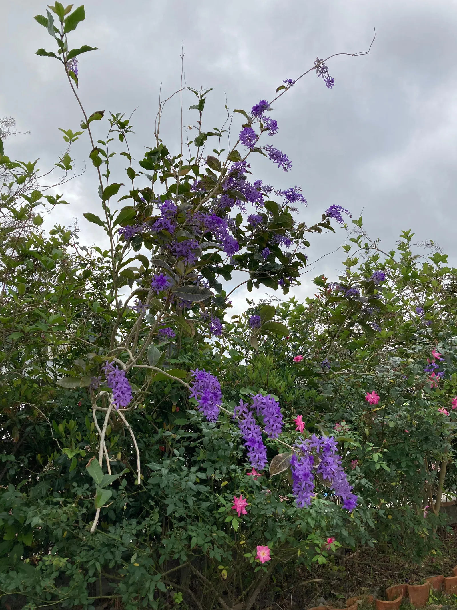 Queen's Wreath, Sandpaper Vine (Petrea Volubilis) — These leathery leaves provide a lush