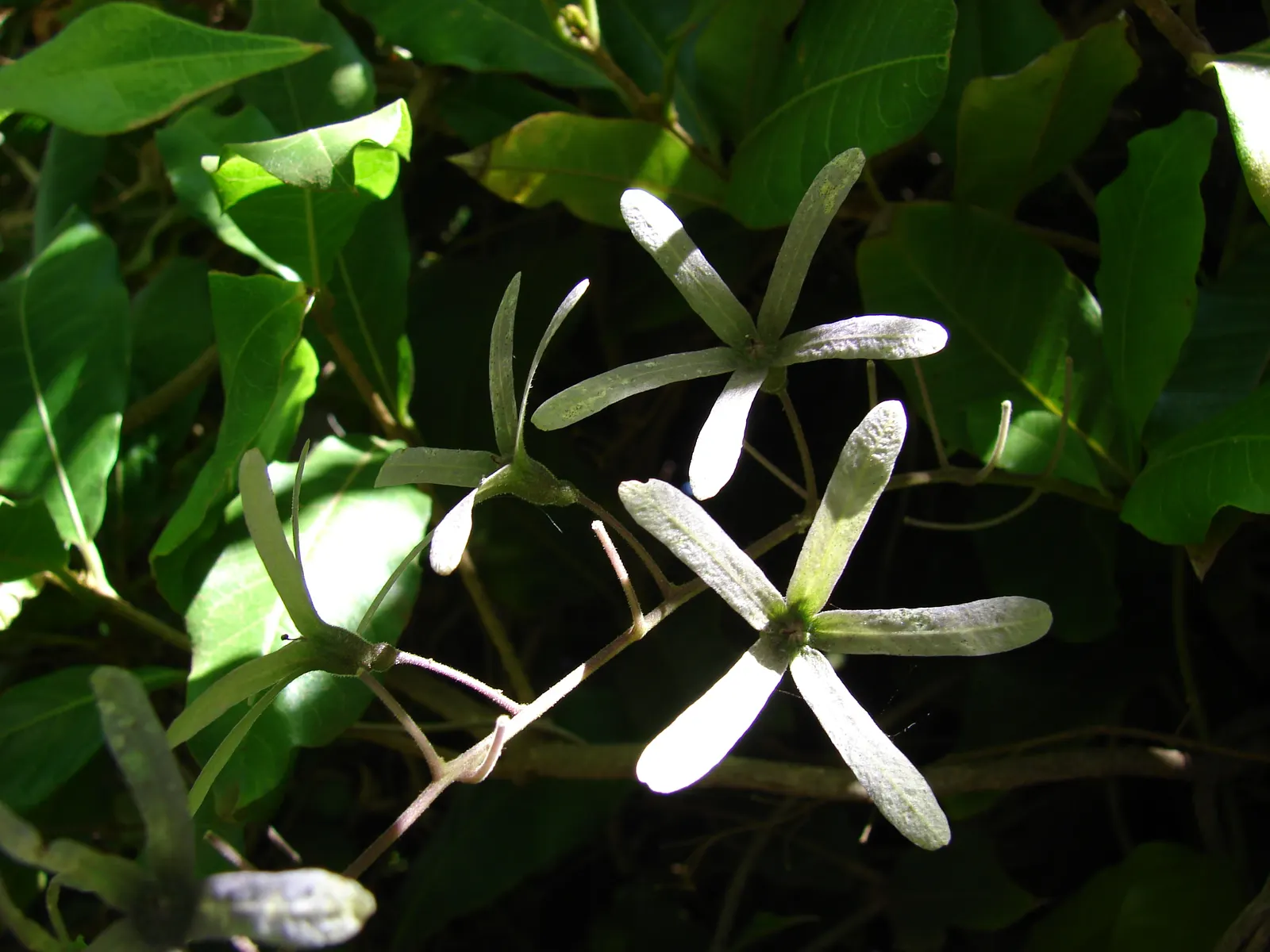 Queen's Wreath, Sandpaper Vine (Petrea Volubilis) — blue and lavender flowers in the garden; commonly known as Queen's Wreath or Sandpaper Vine, image 79