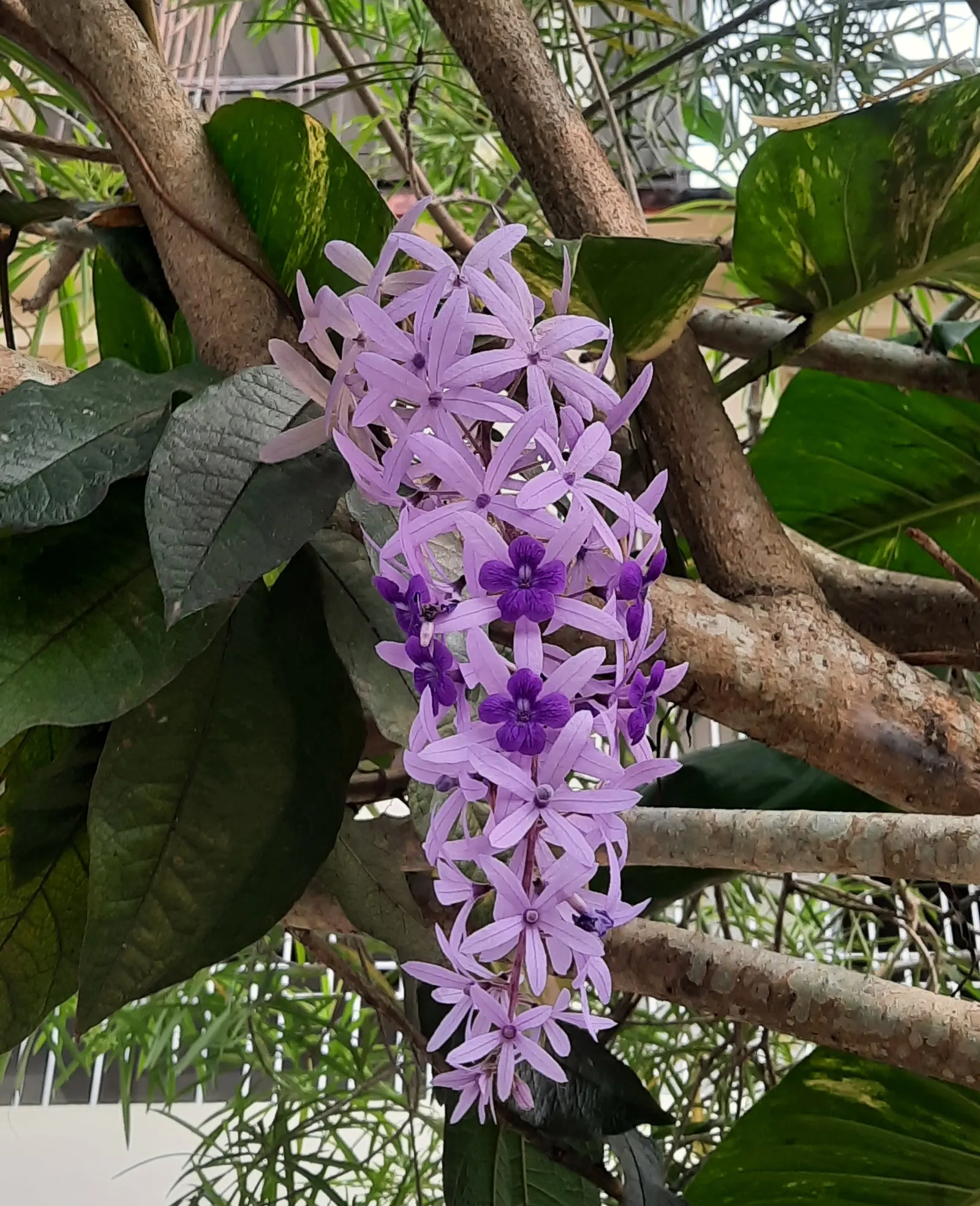 Queen's Wreath, Sandpaper Vine (Petrea Volubilis) — a stunning evergreen vine; is a stunningly ornamental