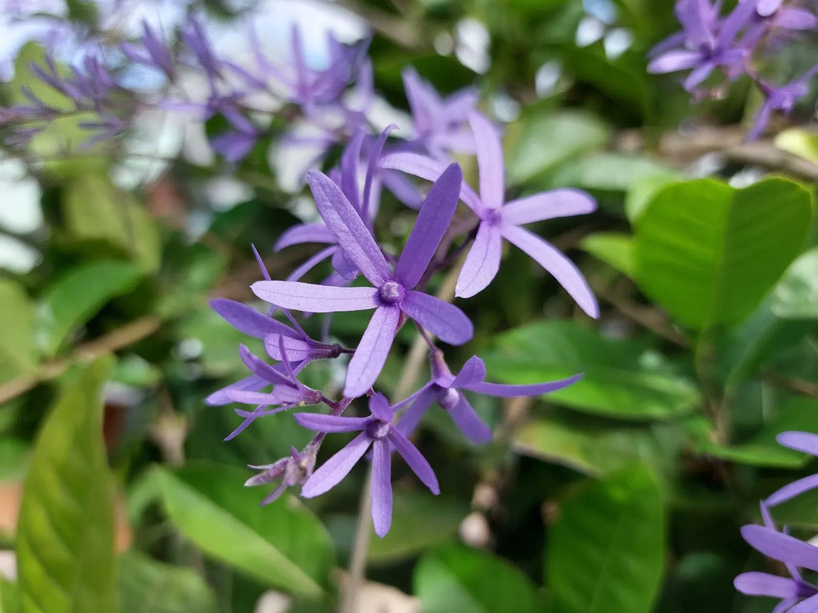 Queen's Wreath, Sandpaper Vine (Petrea Volubilis) — The vine is also relatively free from pests and diseases, image 77