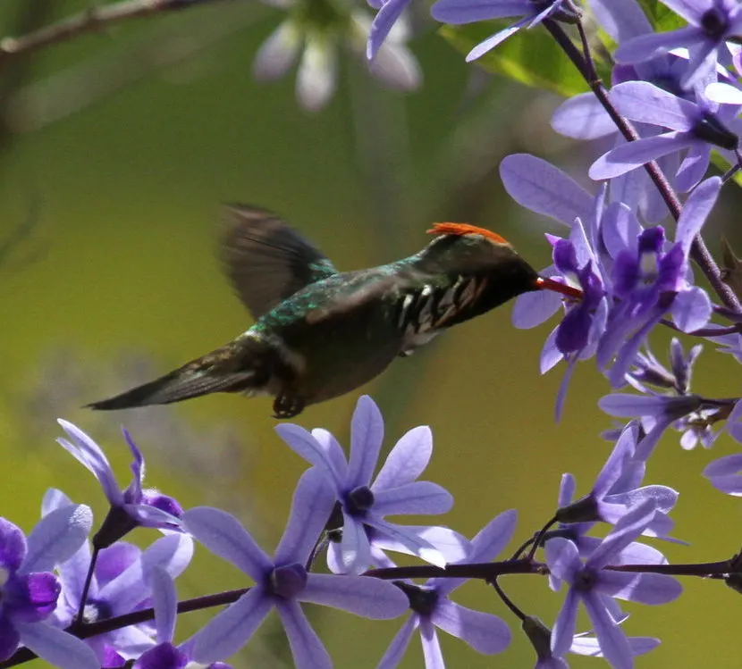 Queen's Wreath, Sandpaper Vine (Petrea Volubilis) — with peak flowering occurring in early spring; full sun is preferred, but it will tolerate, image 96