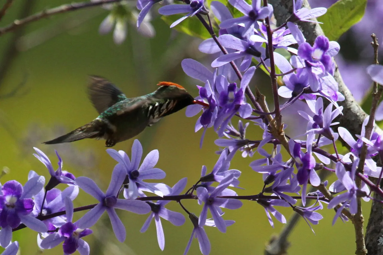 Queen's Wreath, Sandpaper Vine (Petrea Volubilis) — this vigorous vine is ideal for trellises