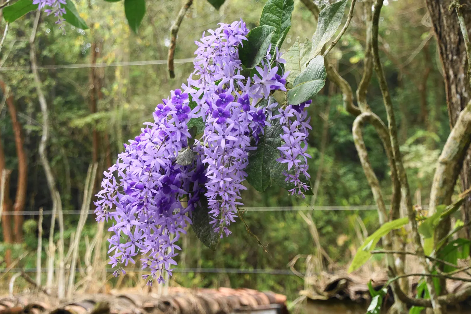 Queen's Wreath, Sandpaper Vine (Petrea Volubilis) — Hardy in USDA zones 9b-11; native to Central and South America, image 87