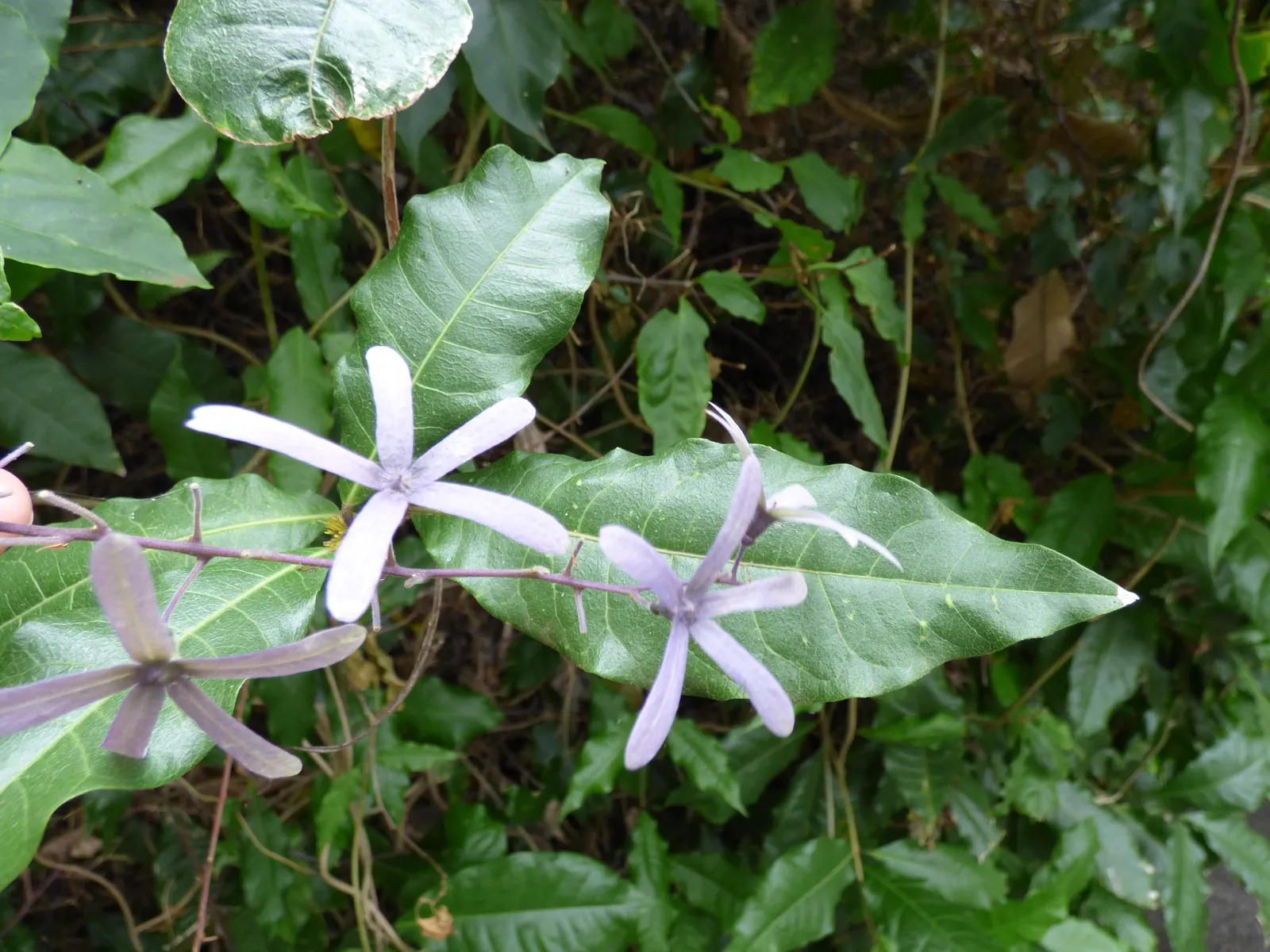 Queen's Wreath, Sandpaper Vine (Petrea Volubilis) — hence the common name Sandpaper Vine