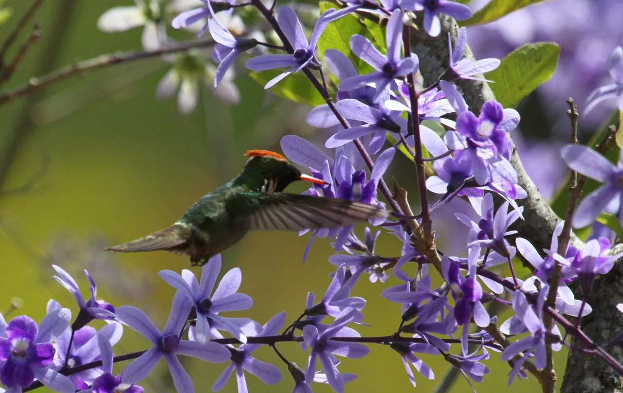 Queen's Wreath, Sandpaper Vine (Petrea Volubilis) — Queen's Wreath (Petrea volubilis); blooming primarily in spring, it reaches lengths up to 40 ft, image 55