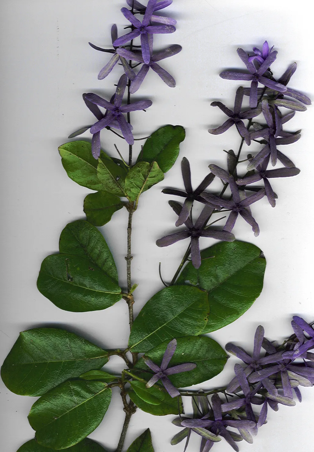 Queen's Wreath, Sandpaper Vine (Petrea Volubilis) — it thrives in full sun to partial shade and well-drained soil; these leathery leaves provide a, image 61