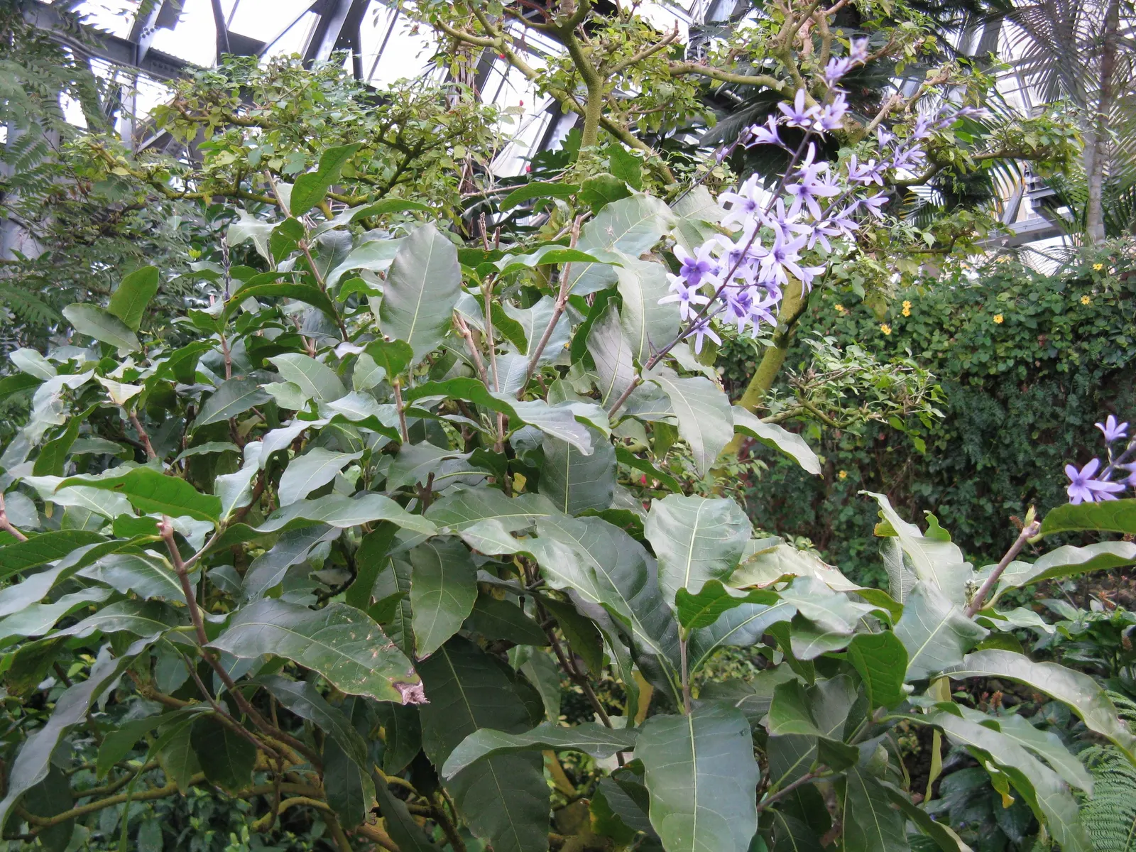 Queen's Wreath, Sandpaper Vine (Petrea Volubilis) — Ideal for trellises and arbors, it adds a royal touch to any garden