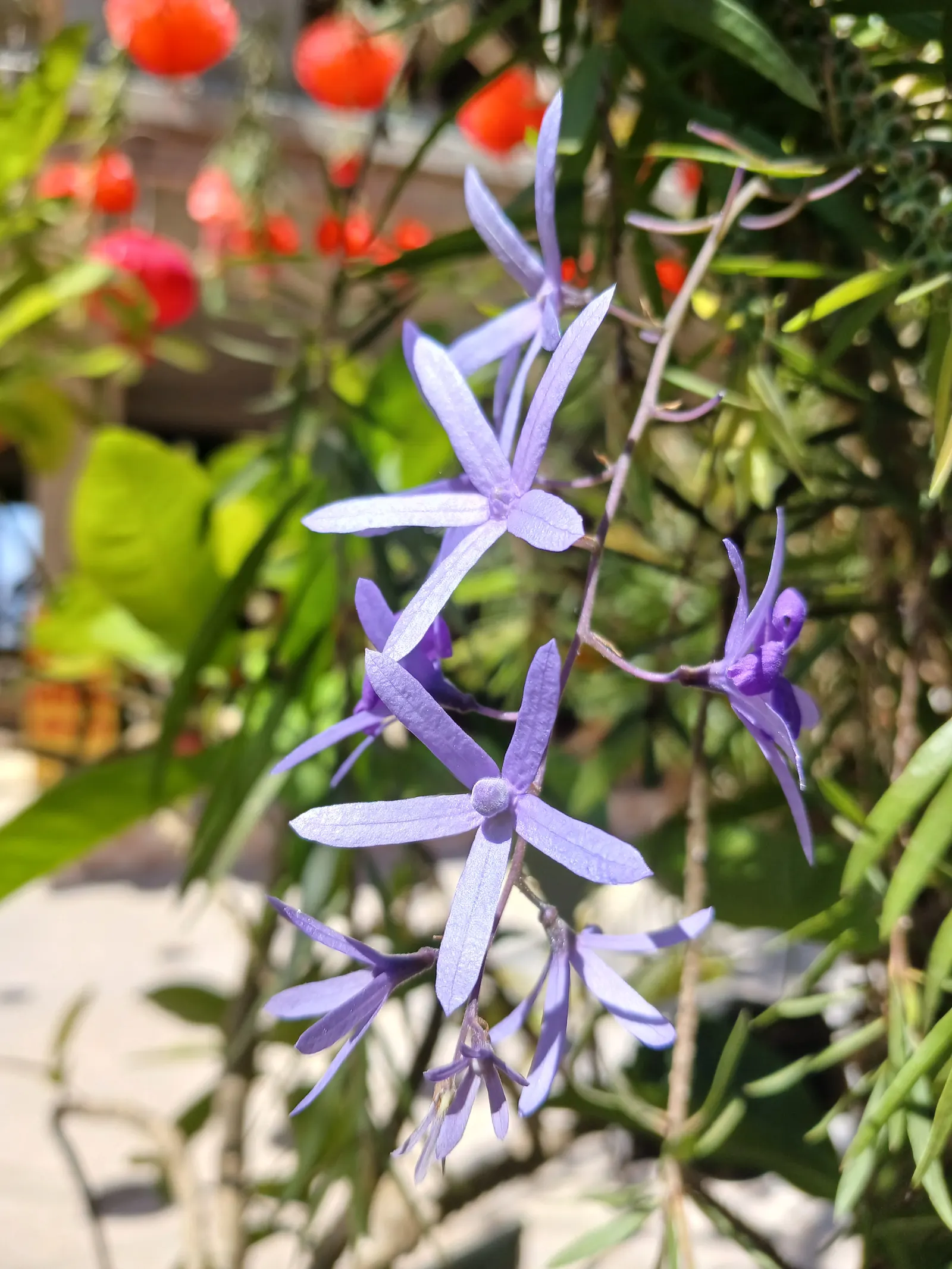 Queen's Wreath, Sandpaper Vine (Petrea Volubilis) — These leathery leaves provide a lush; annual pruning is advisable to maintain desired shape and promote