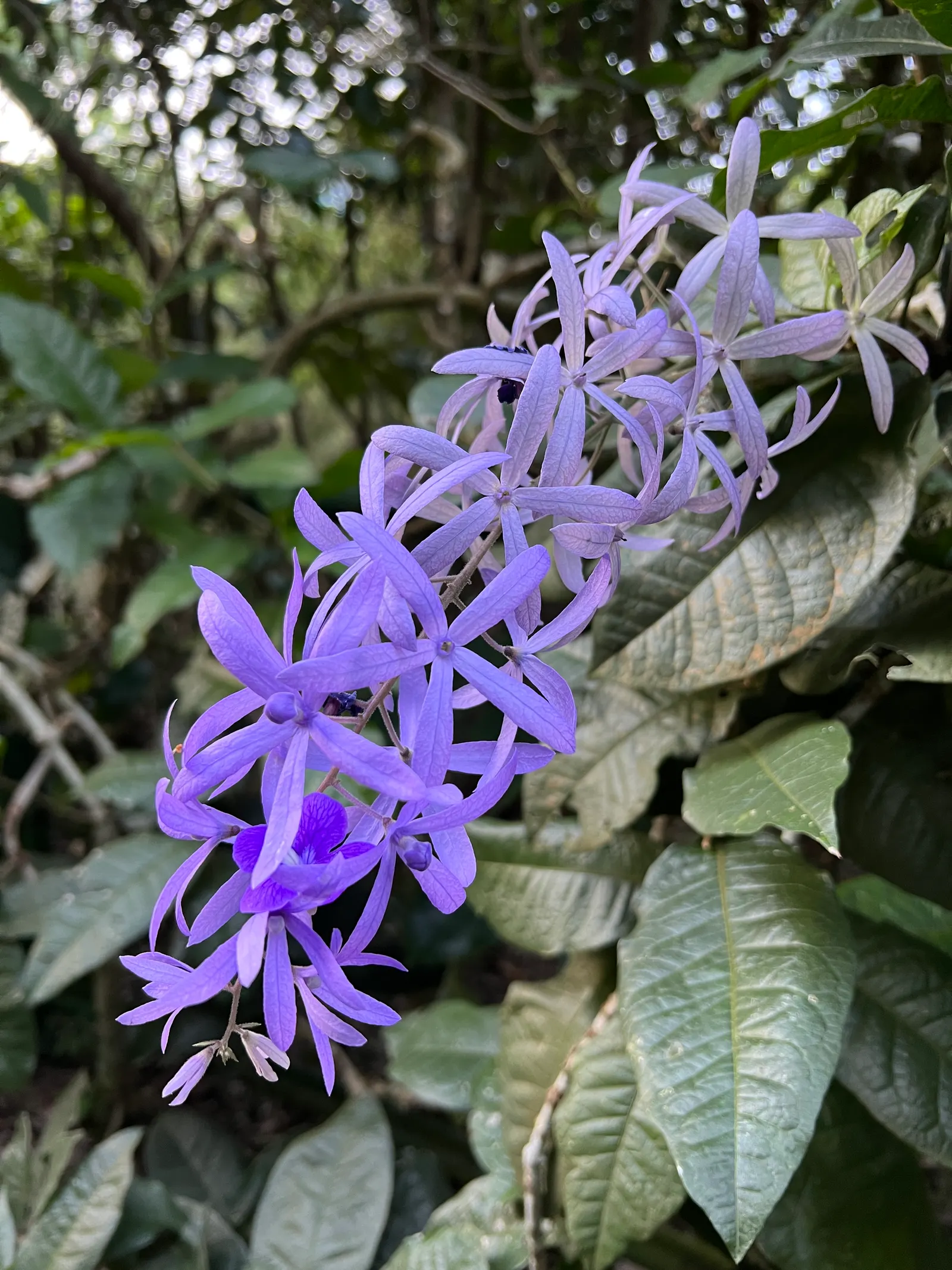 Queen's Wreath, Sandpaper Vine (Petrea Volubilis) — Full sun is preferred, but it will tolerate partial shade, which may reduce flowering intensity; ideal for