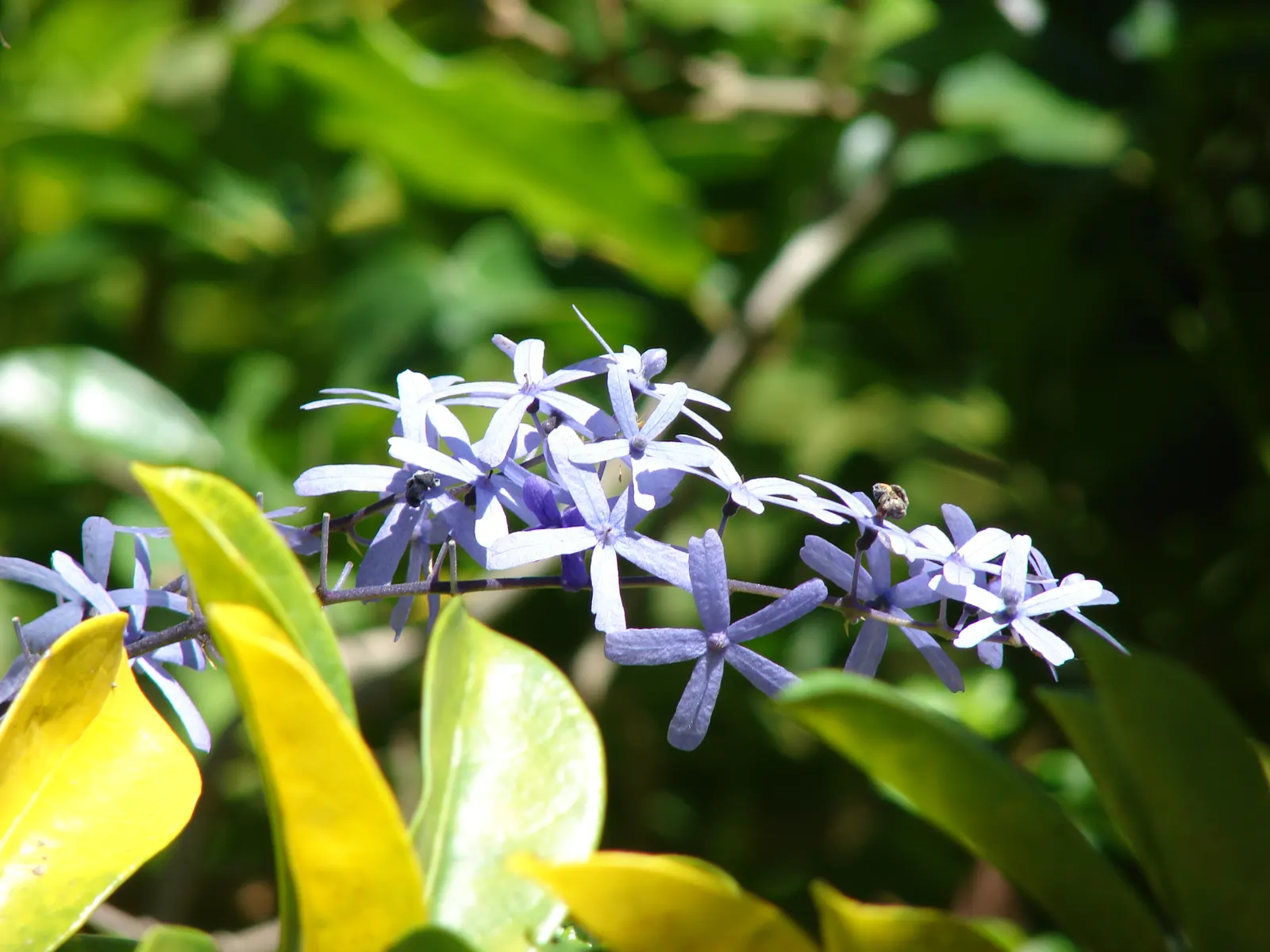 Queen's Wreath, Sandpaper Vine (Petrea Volubilis) — Native to Central and South America; vine for full