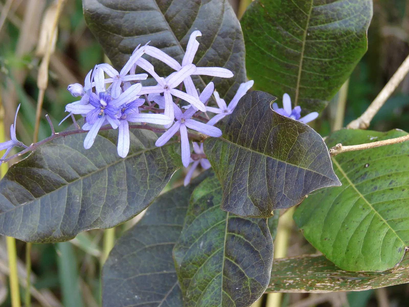 Queen's Wreath, Sandpaper Vine (Petrea Volubilis) — it thrives in full sun to partial shade and well-drained soil; these leathery leaves provide a, image 88