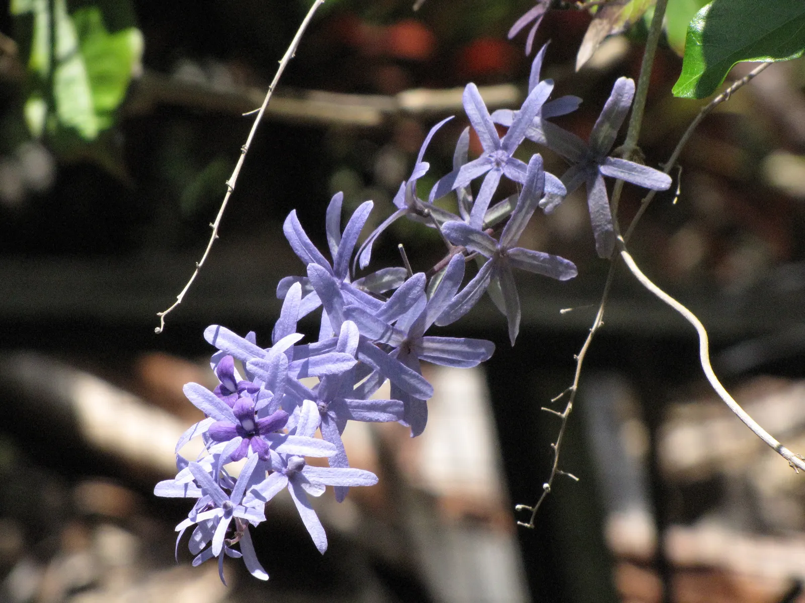 Queen's Wreath, Sandpaper Vine (Petrea Volubilis) — Its rough-textured leaves earn the ‚ÄòSandpaper‚Äô moniker