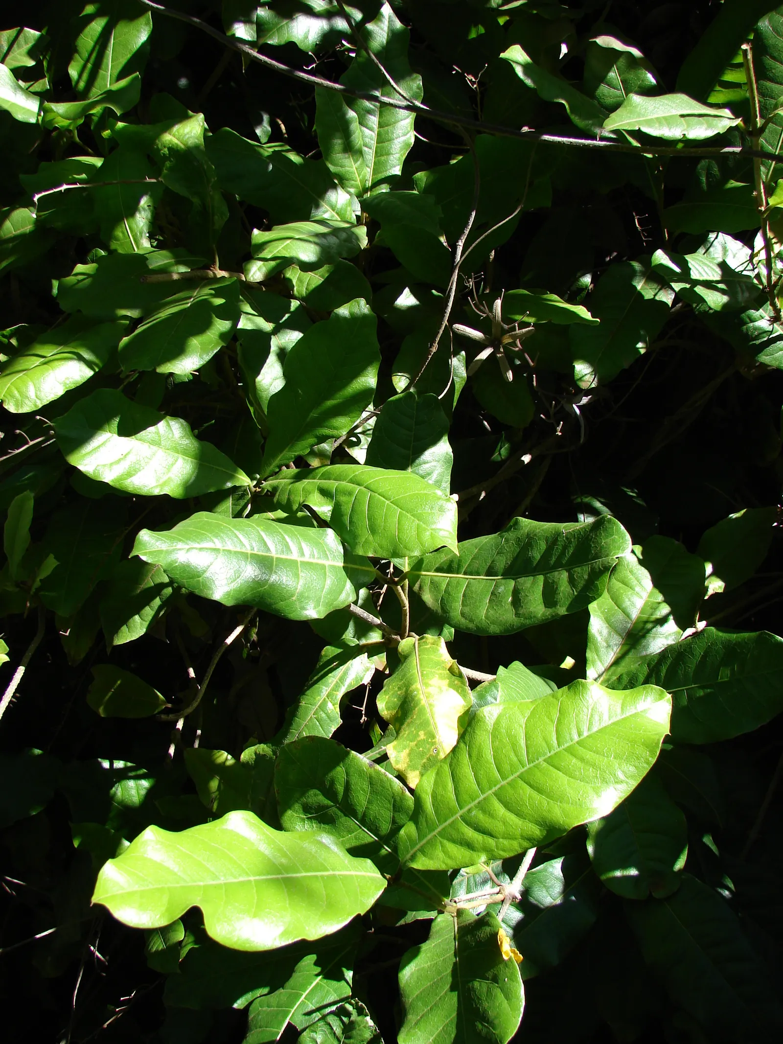 Queen's Wreath, Sandpaper Vine (Petrea Volubilis) — Hardy in USDA zones 9b-11