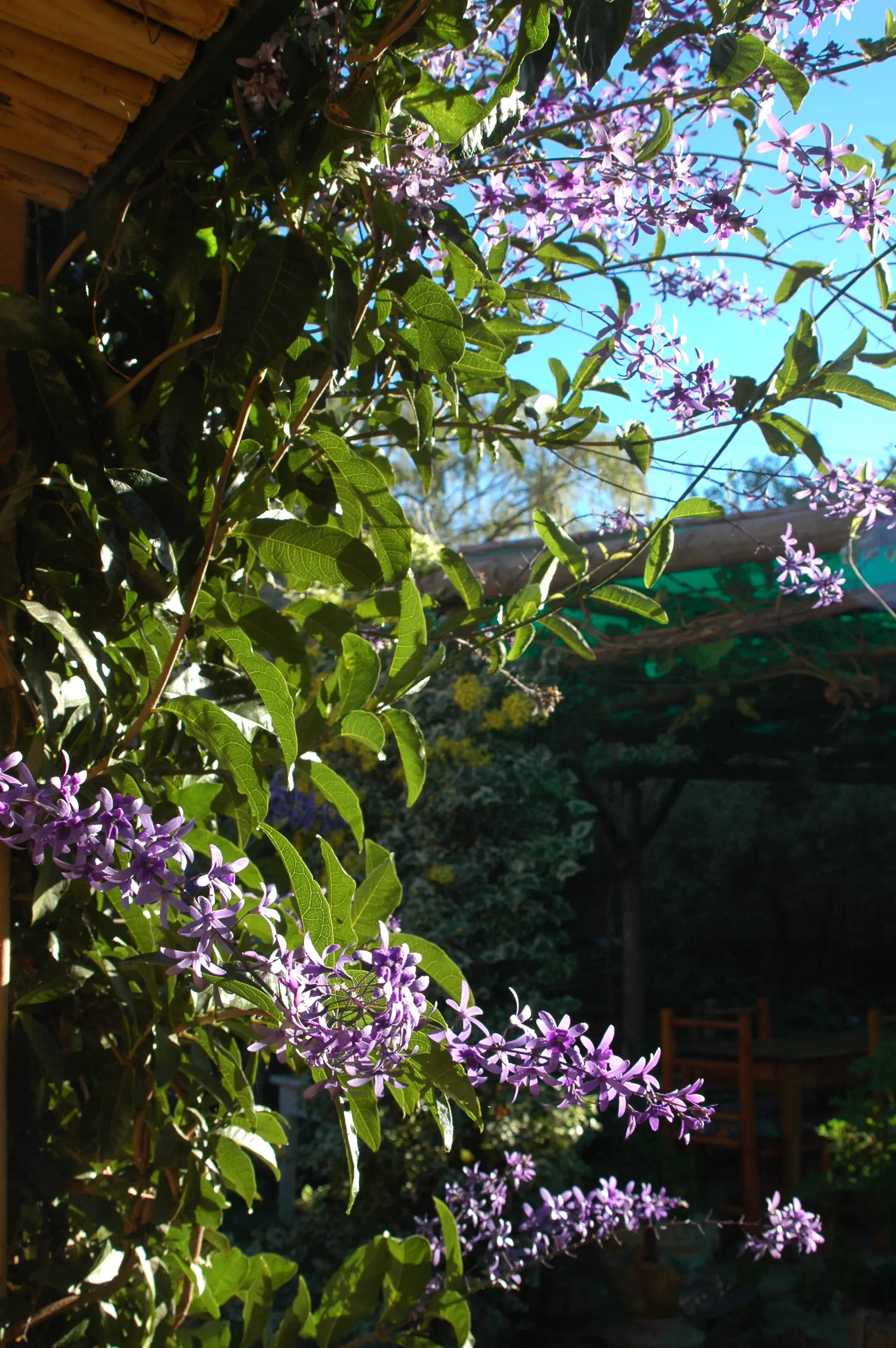 Queen's Wreath, Sandpaper Vine (Petrea Volubilis) — purple flowers with a subtle; queen's Wreath (Petrea volubilis), image 70