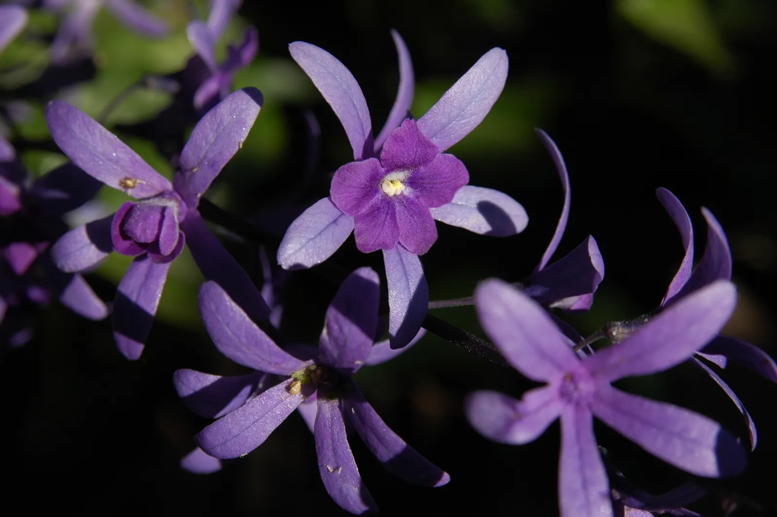 Queen's Wreath, Sandpaper Vine (Petrea Volubilis) — is a stunningly ornamental; although it is drought-tolerant once established, image 65