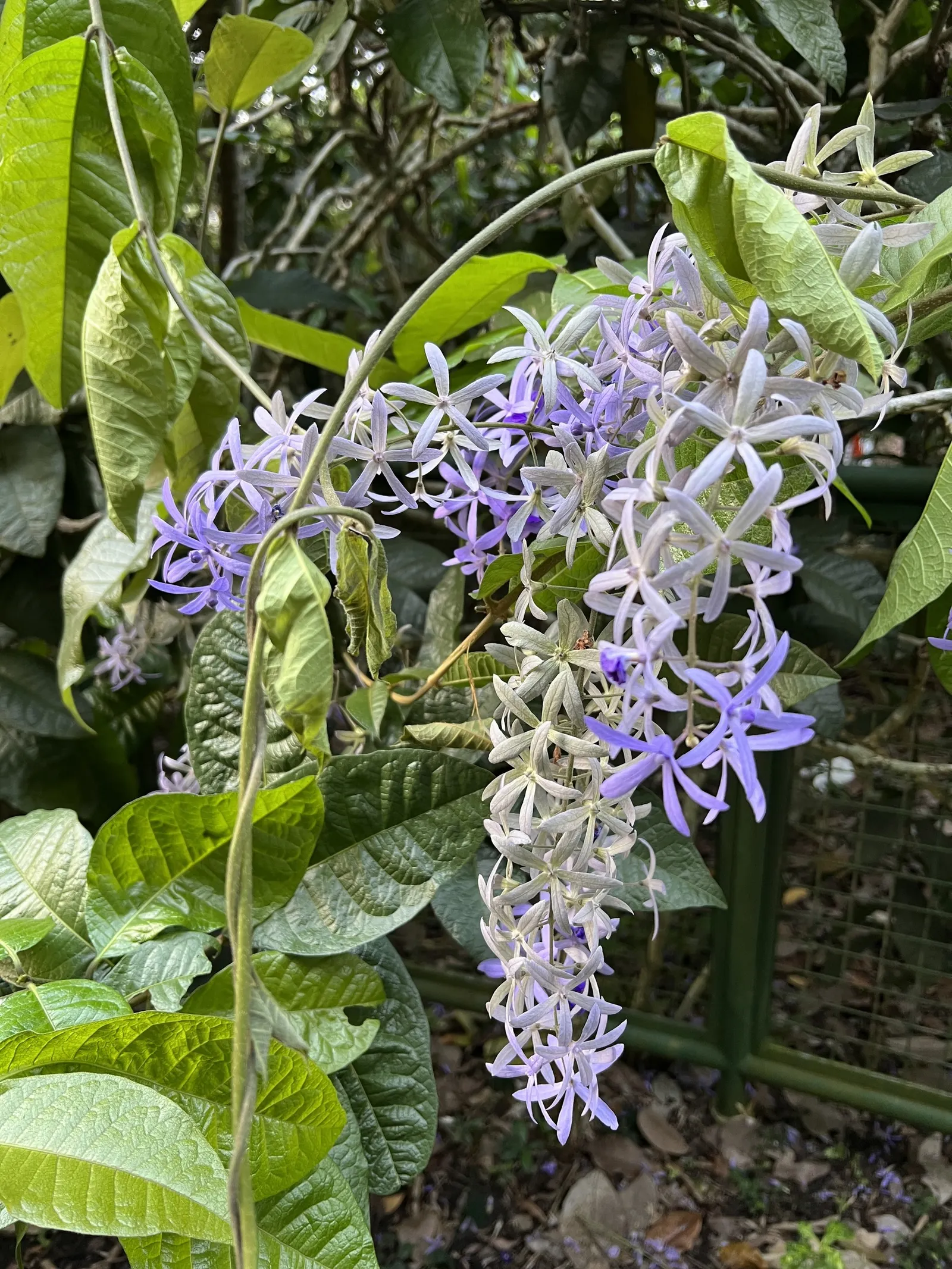 Queen's Wreath, Sandpaper Vine (Petrea Volubilis) — dark green leaves that are rough to the touch; requiring moderate water once established, image 71