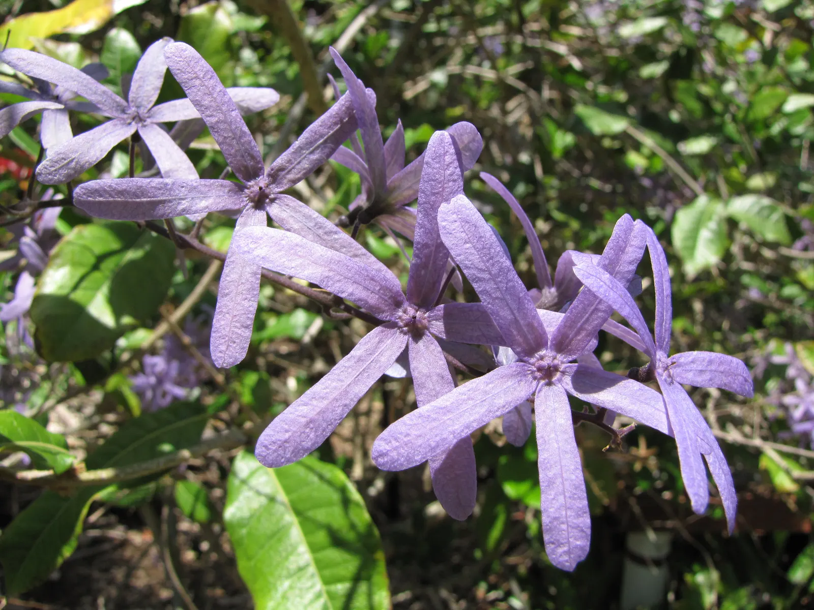 Queen's Wreath, Sandpaper Vine (Petrea Volubilis) — hence the common name Sandpaper Vine; with peak flowering occurring in early spring