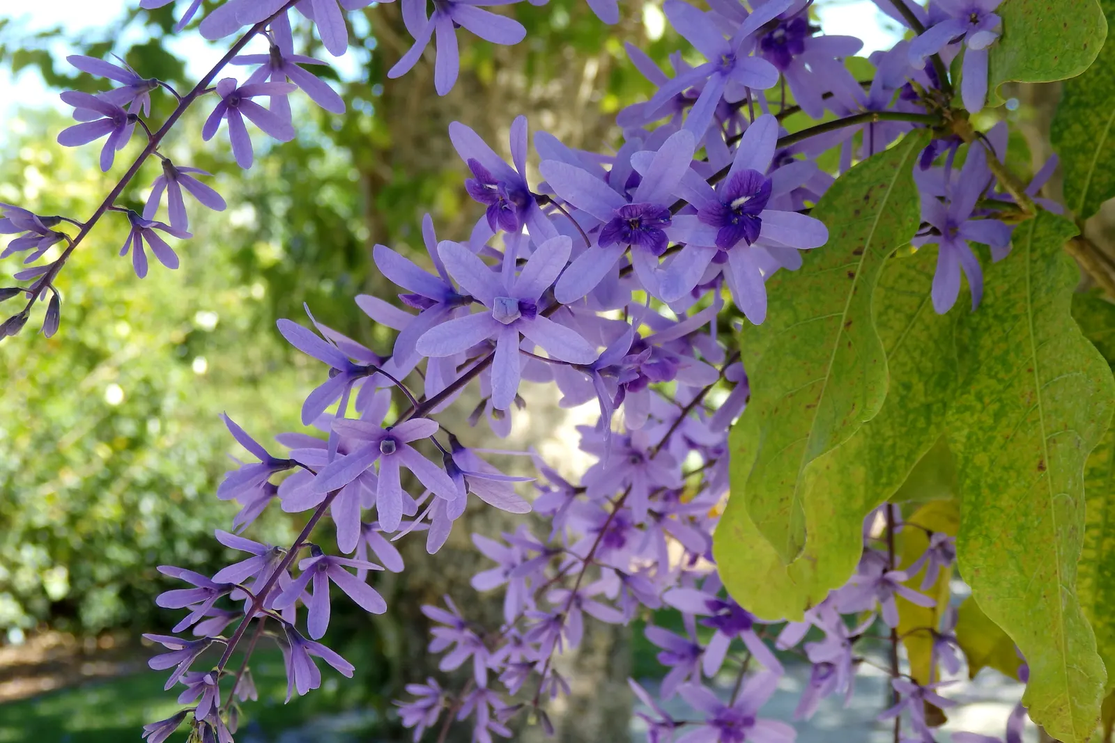 Queen's Wreath, Sandpaper Vine (Petrea Volubilis) — Full sun is preferred, but it will tolerate partial shade, which may reduce flowering, image 75