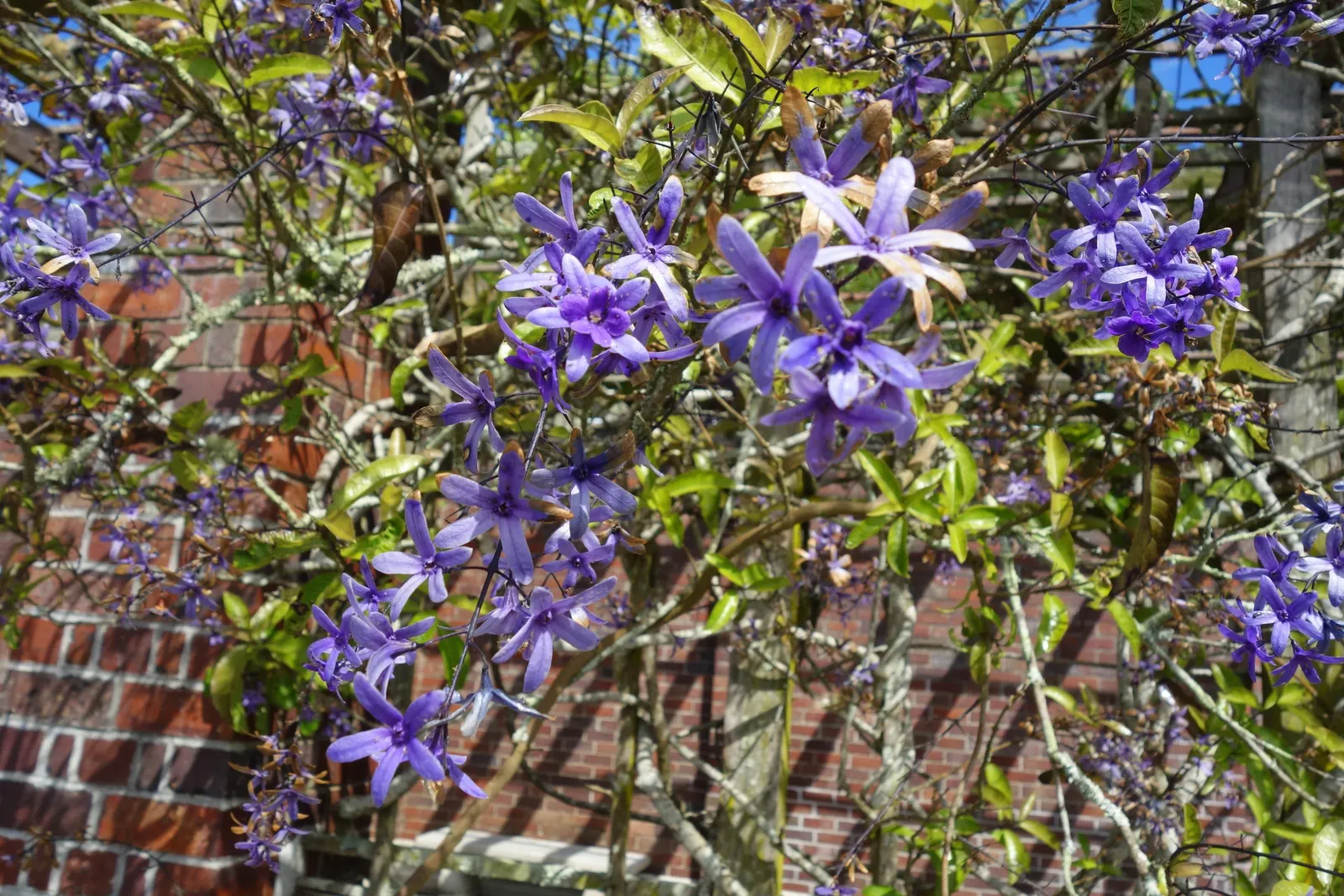 Queen's Wreath, Sandpaper Vine (Petrea Volubilis) — requiring moderate water once established; vine with blue and lavender blooms, image 89