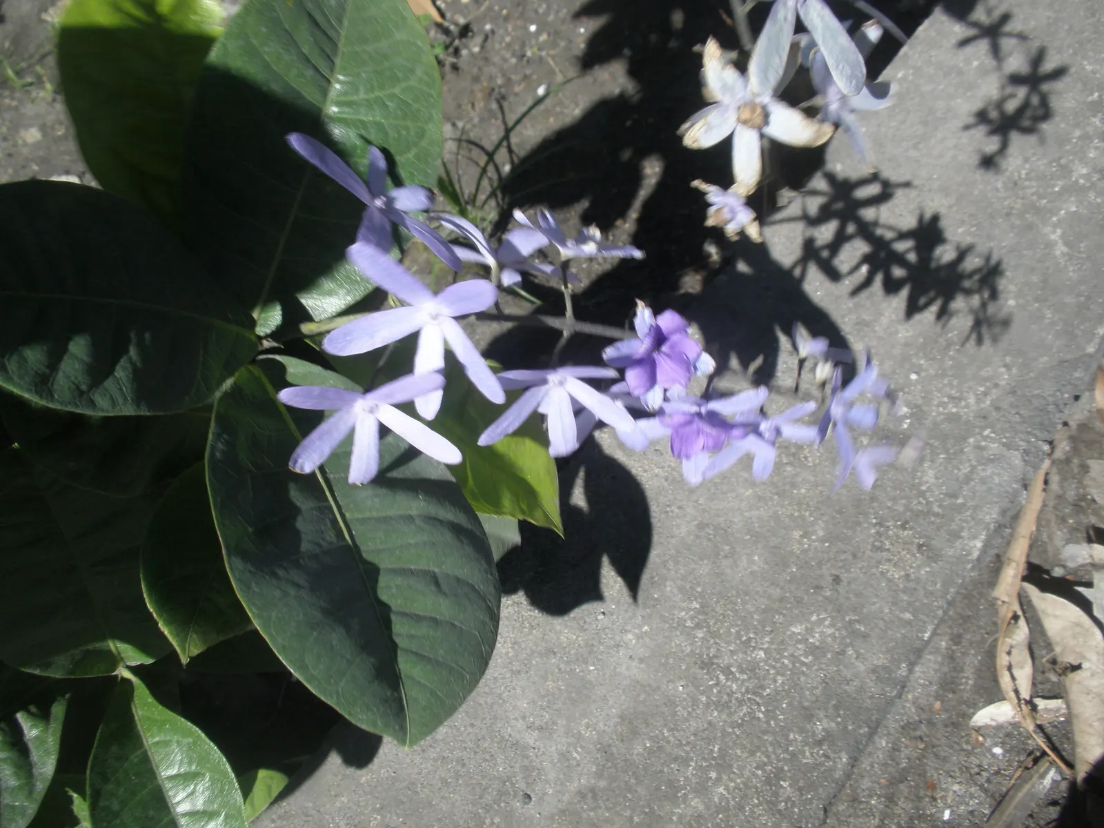 Queen's Wreath, Sandpaper Vine (Petrea Volubilis) — making it a low-maintenance choice for a landscape feature with high visual impact; boasts cascading