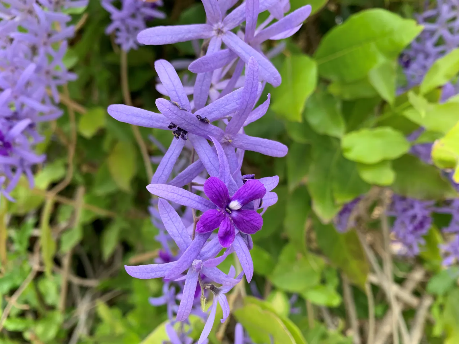 Queen's Wreath, Sandpaper Vine (Petrea Volubilis) — commonly known as Queen's Wreath or Sandpaper Vine; this vigorous vine is ideal for trellises, image 91