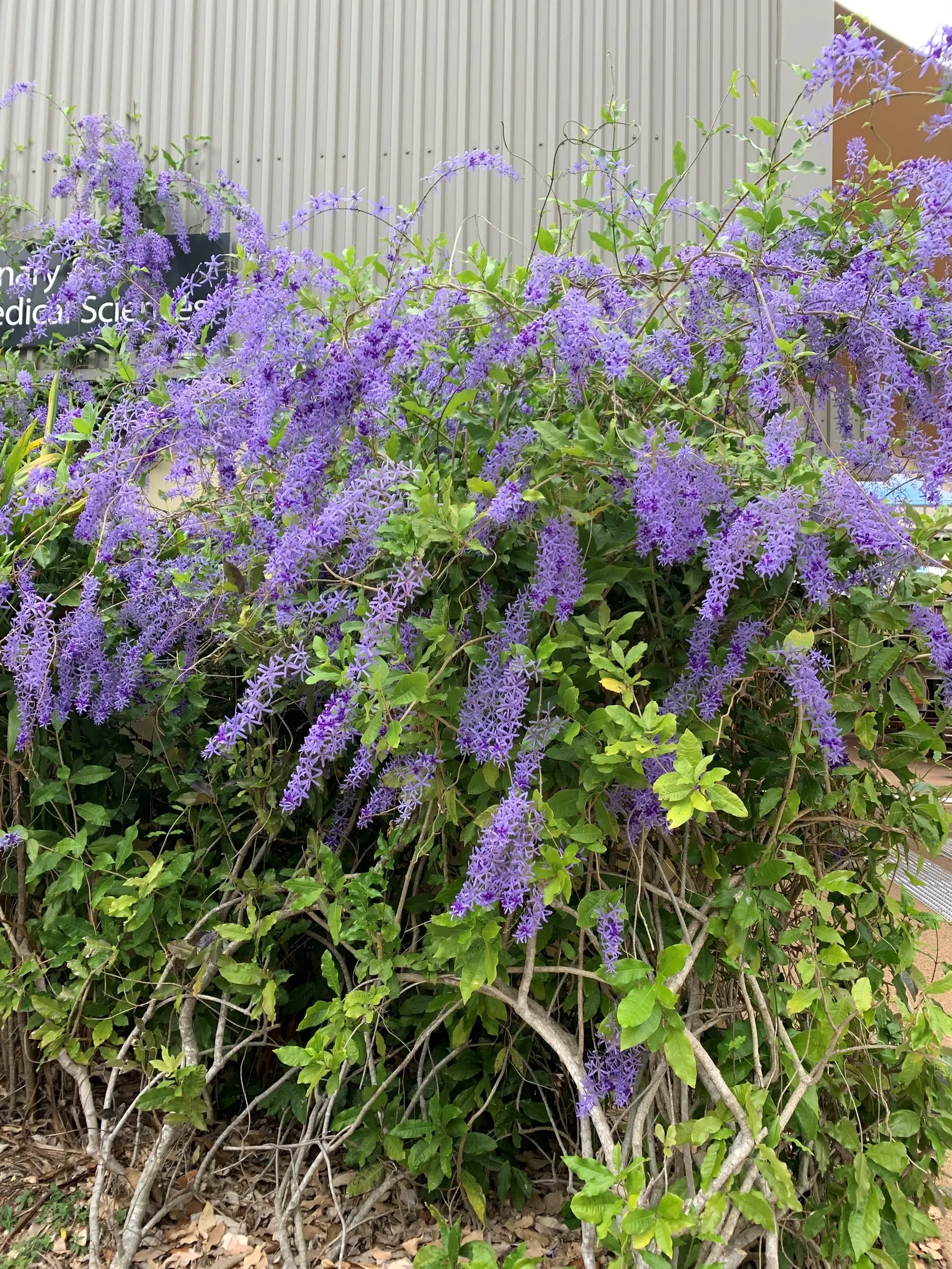 Queen's Wreath, Sandpaper Vine (Petrea Volubilis) — is a stunningly ornamental