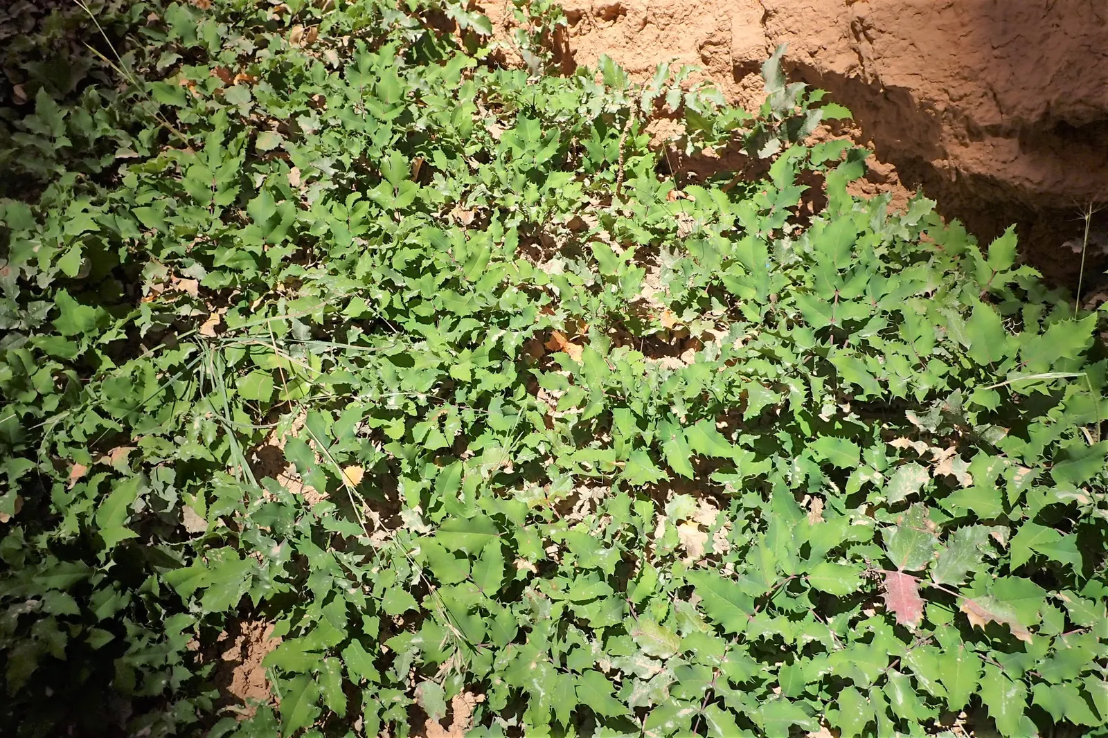 Creeping Mahonia (Mahonia Repens) — Creeping Mahonia forms a dense mat that can effectively suppress weeds, image 38