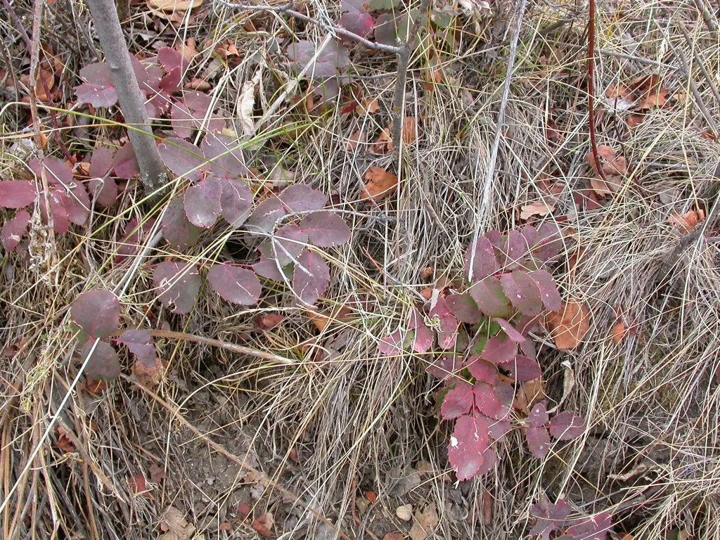 Creeping Mahonia (Mahonia Repens) — Thriving in USDA zones 5-9, it prefers partial shade and well-drained soil; its slow to moderate growth rate, image 56