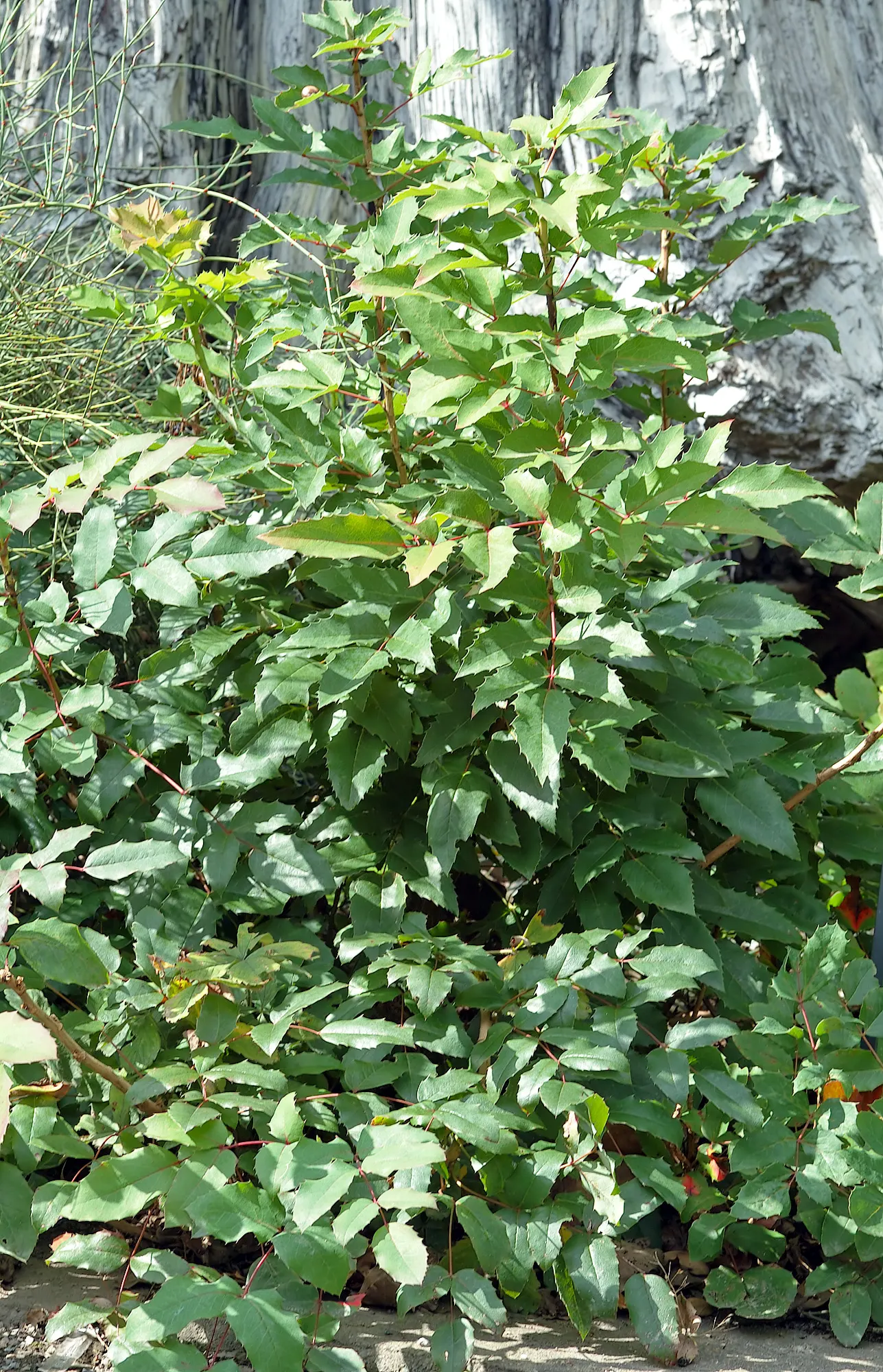 Creeping Mahonia (Mahonia Repens) — also known as the Creeping Oregon Grape