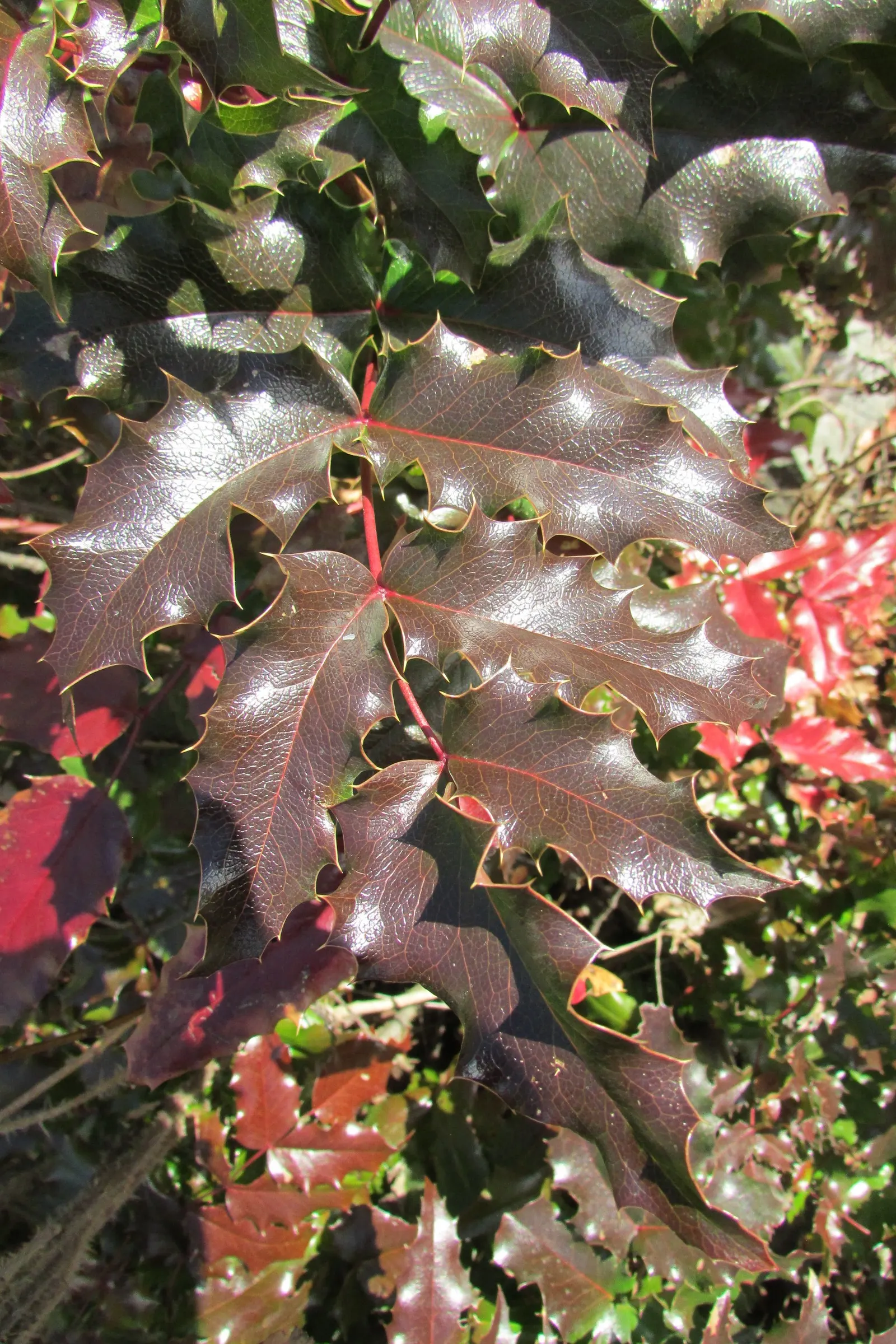 Creeping Mahonia (Mahonia Repens) — Perfect as ground cover, it adds year-round interest and is drought-tolerant once established; mass plantings, image 57