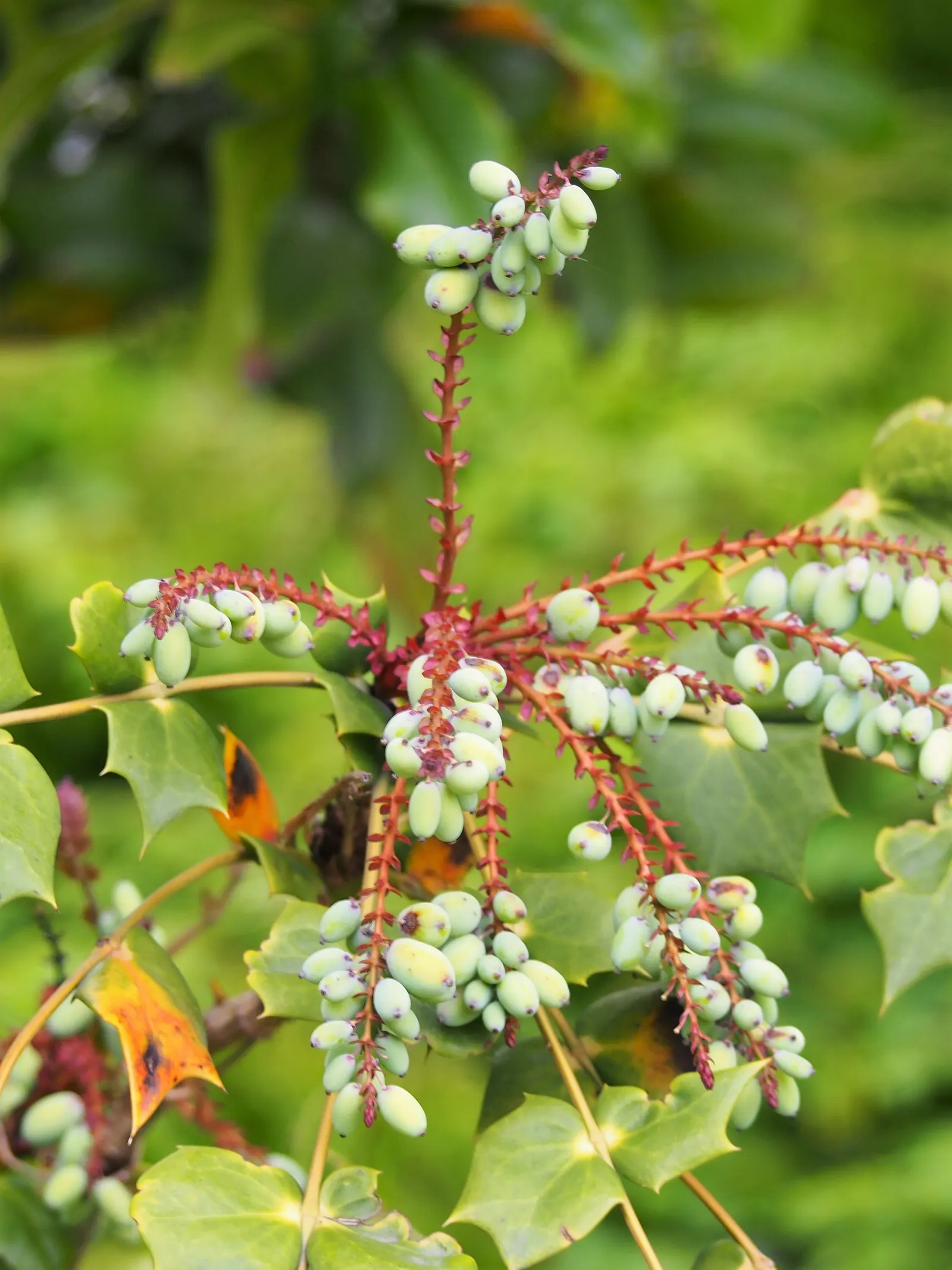 Creeping Mahonia (Mahonia Repens) — also known as the Creeping Oregon Grape; offers year-round interest with its rich green, image 59