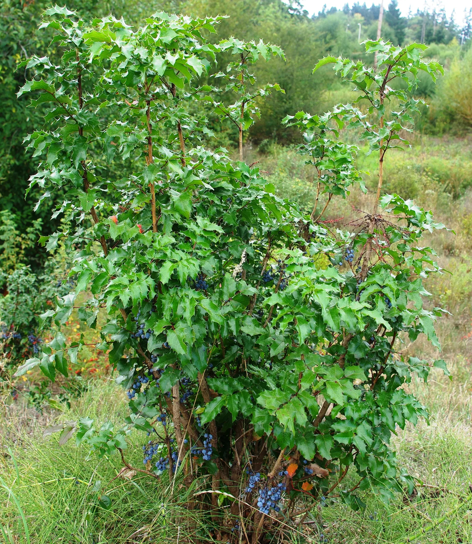 Creeping Mahonia (Mahonia Repens) — This hardy native species; reaching a height of approximately 1-3 feet with a 2-5 feet spread, image 58