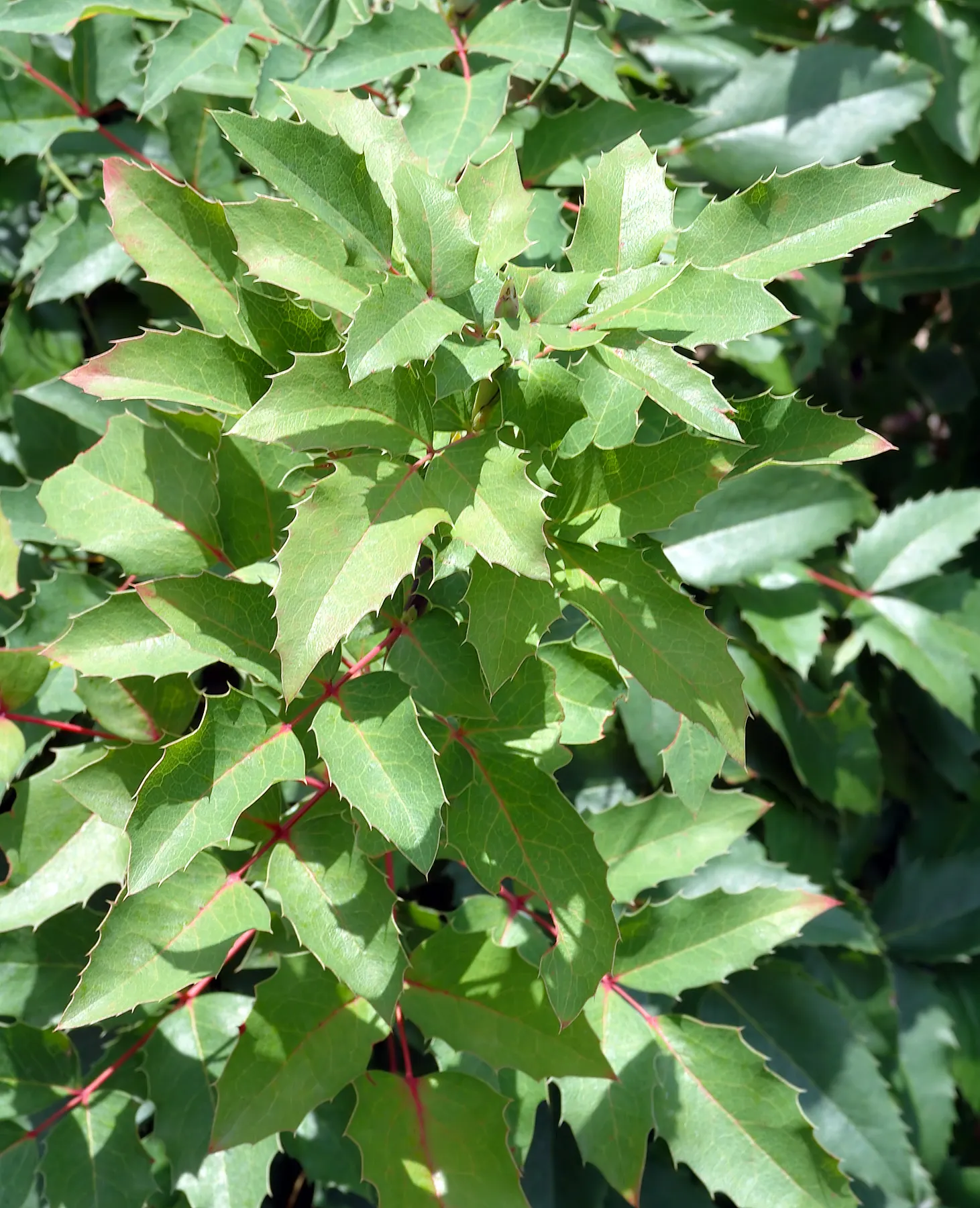 Creeping Mahonia (Mahonia Repens) — offers year-round interest with its rich green