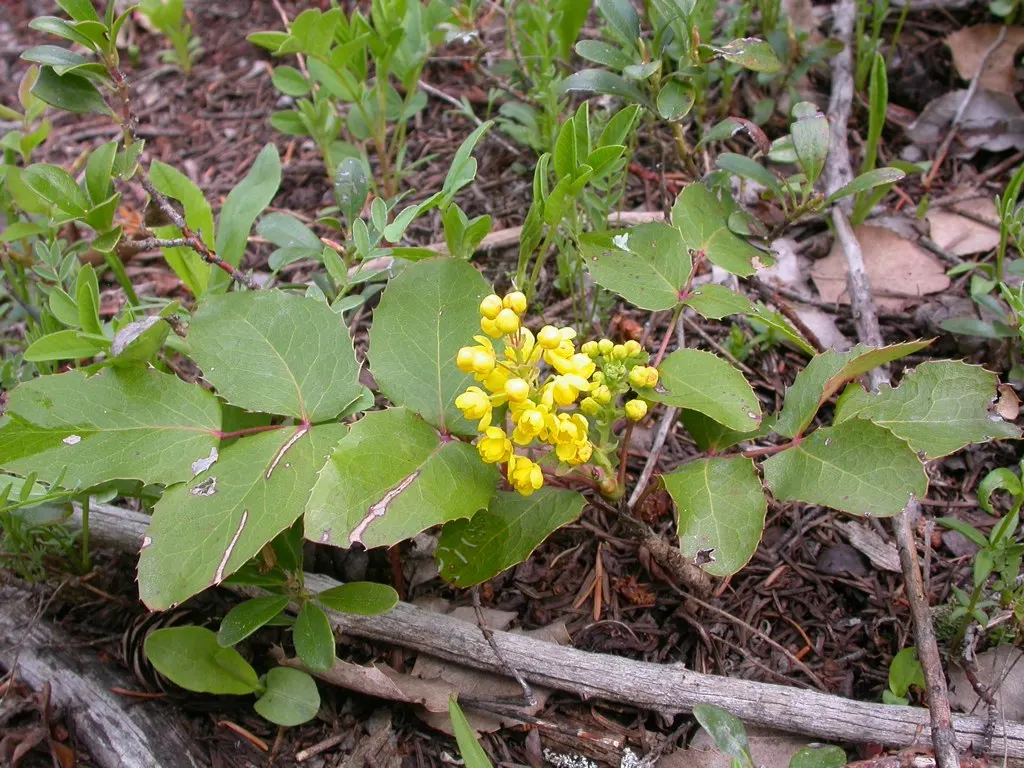 Creeping Mahonia (Mahonia Repens) — reaching a height of approximately 1-3 feet with a 2-5 feet spread