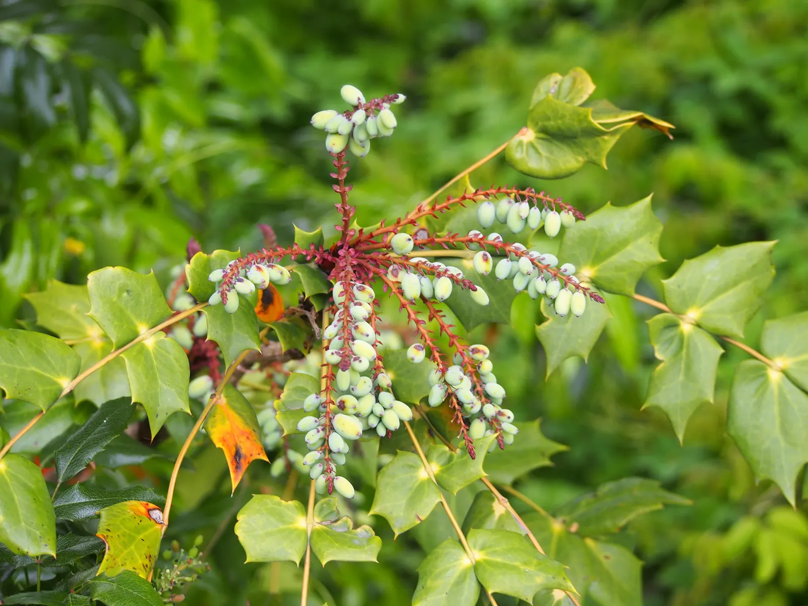 Creeping Mahonia (Mahonia Repens) — offers year-round interest with its rich green; by late summer or early fall, these blooms give way to dark, image 60