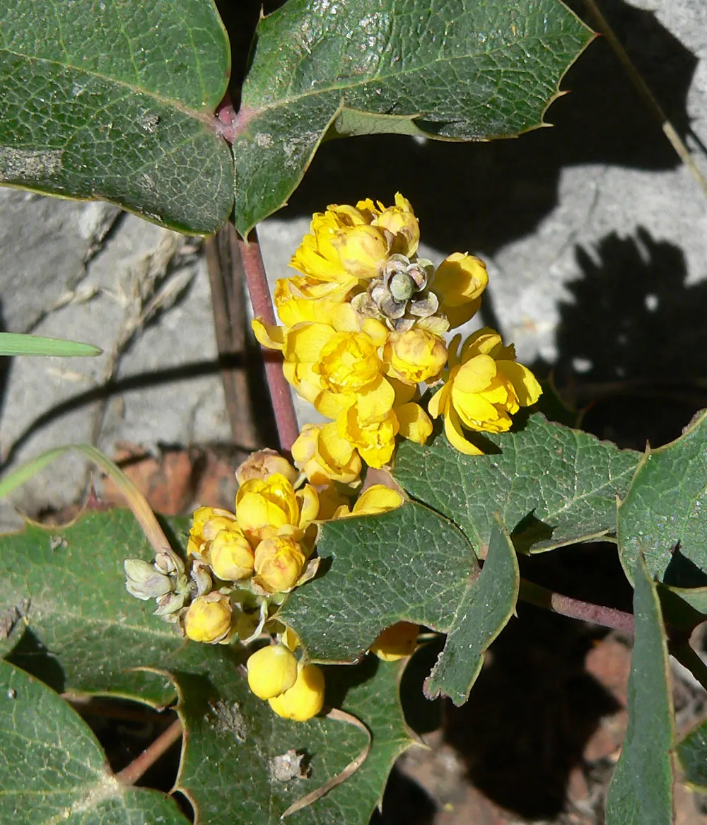 Creeping Mahonia (Mahonia Repens) — the plant sports cheerful yellow flowers in small clusters; low-growing evergreen shrub