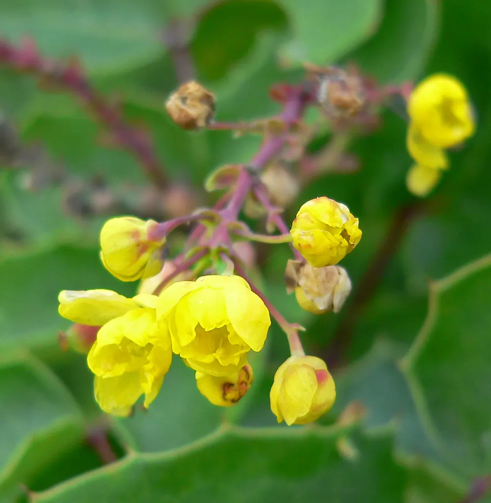 Creeping Mahonia (Mahonia Repens) — This hardy native species; reaching a height of approximately 1-3 feet with a 2-5 feet spread