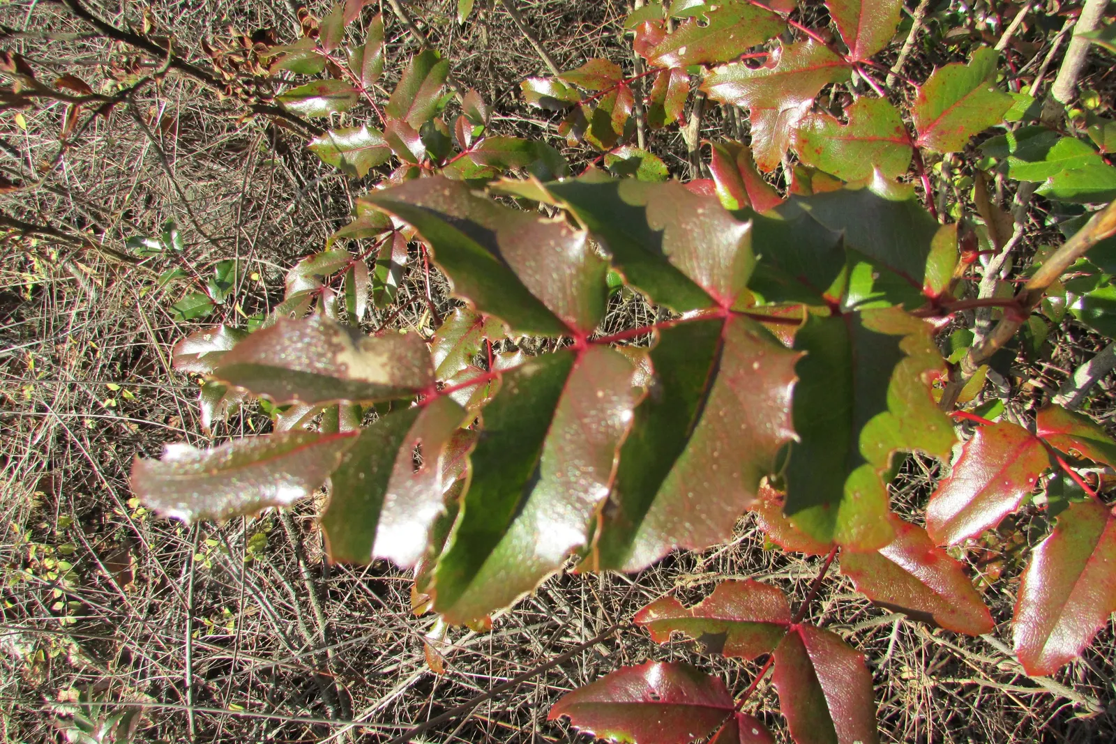 Creeping Mahonia (Mahonia Repens) — it showcases yellow blooms in spring and purple-blue berries in late summer