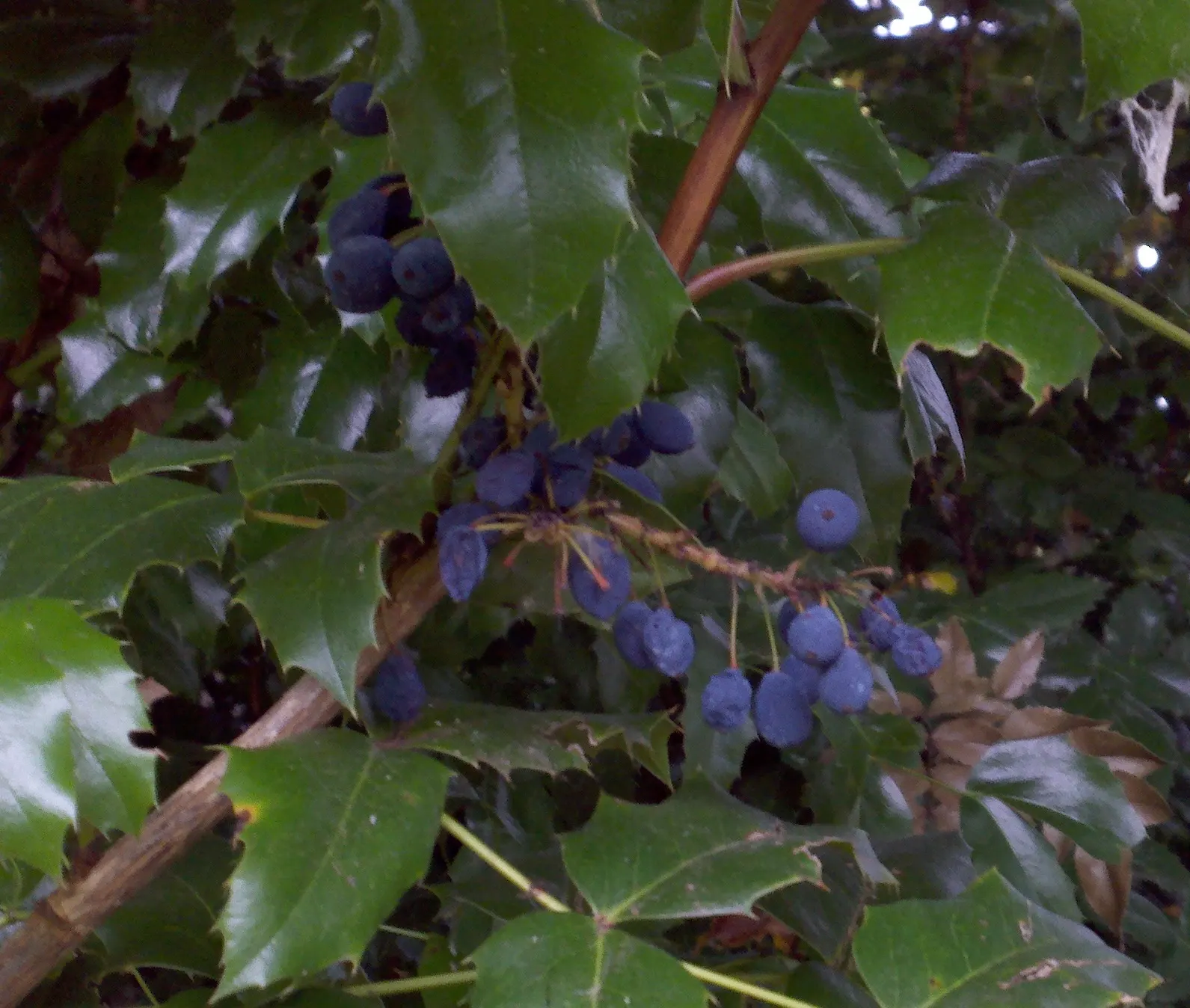 Creeping Mahonia (Mahonia Repens) — ground cover / shrub for half or shade