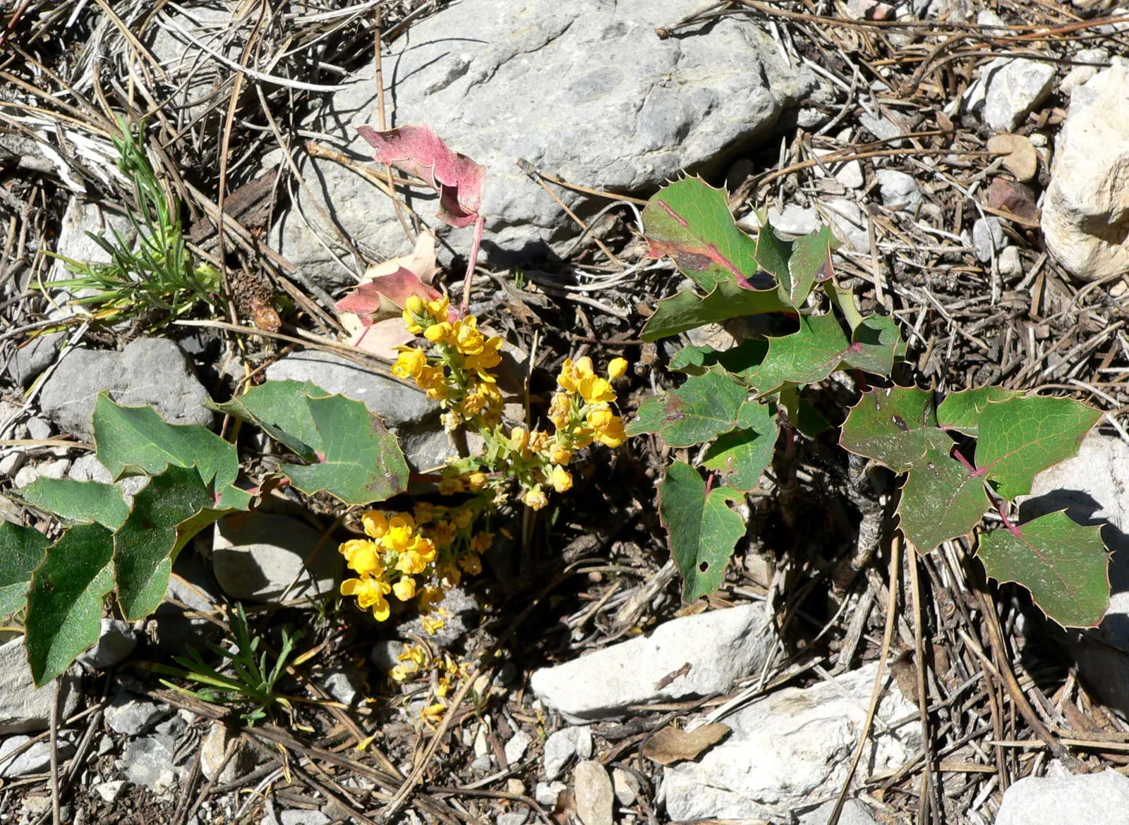 Creeping Mahonia (Mahonia Repens) — with a spread of 18 to 36 inches; thriving in USDA zones 5-9, it prefers partial shade and well-drained soil, image 62