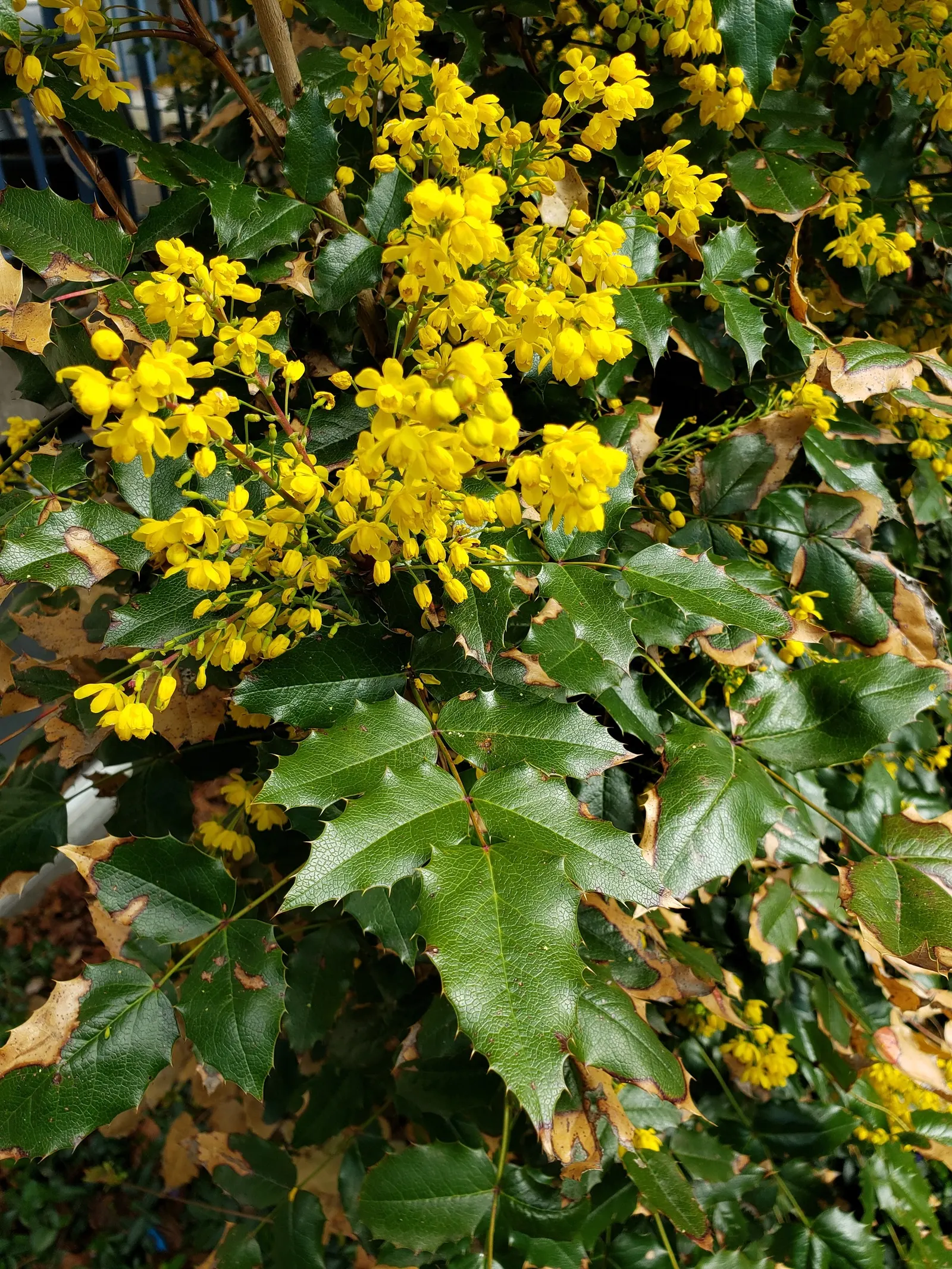 Creeping Mahonia (Mahonia Repens) — This hardy native species