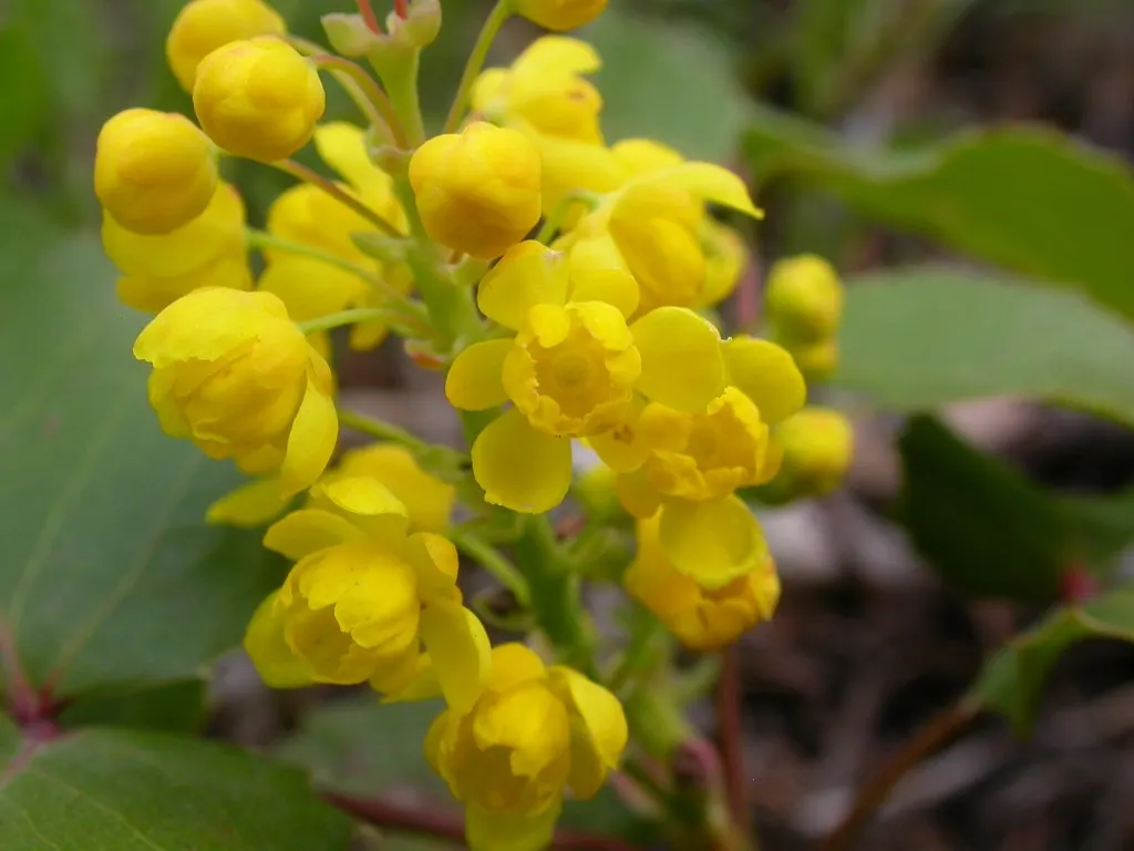 Creeping Mahonia (Mahonia Repens) — Creeping Mahonia (Mahonia repens) is an attractive