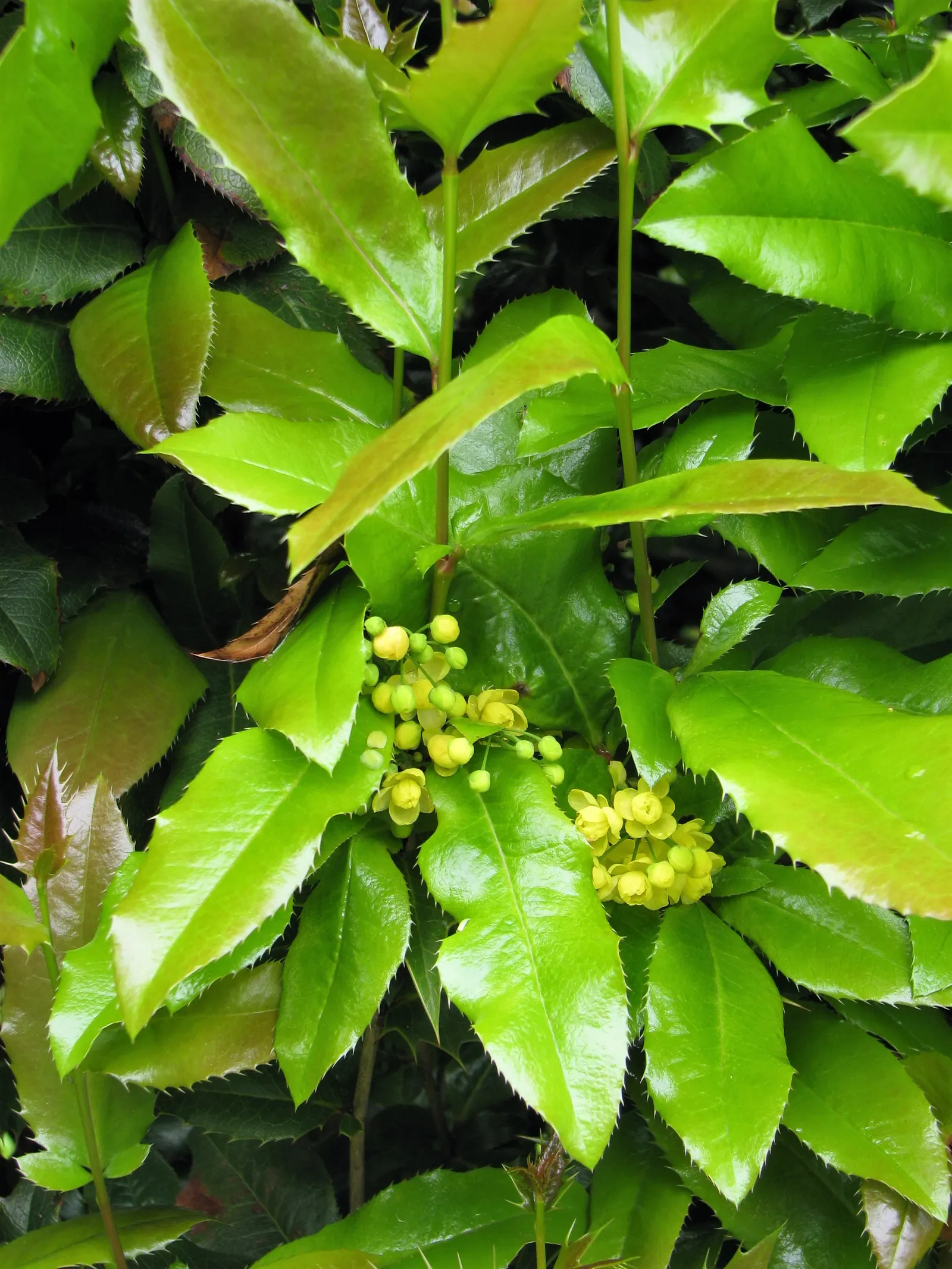 Creeping Mahonia (Mahonia Repens) — reaching a height of approximately 1-3 feet with a 2-5 feet spread; it should be noted that the plant prefers well-drained