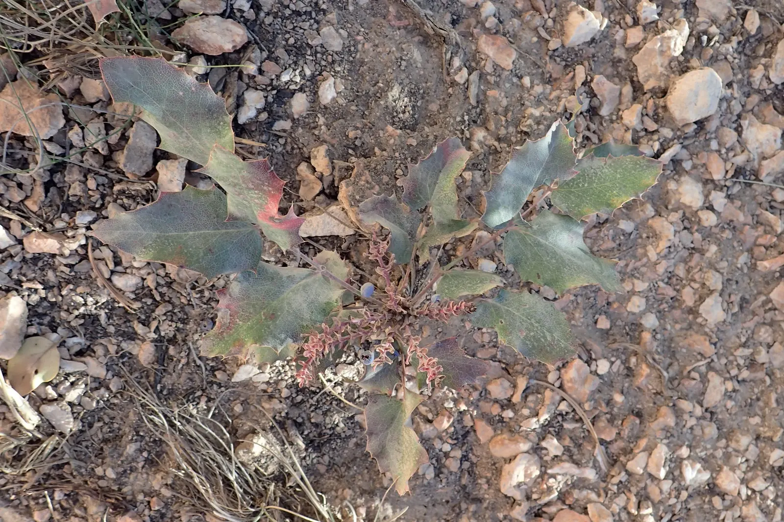 Creeping Mahonia (Mahonia Repens) — It is drought-tolerant once established, requiring minimal watering and is suitable for USDA zones 5 to 8; it showcases