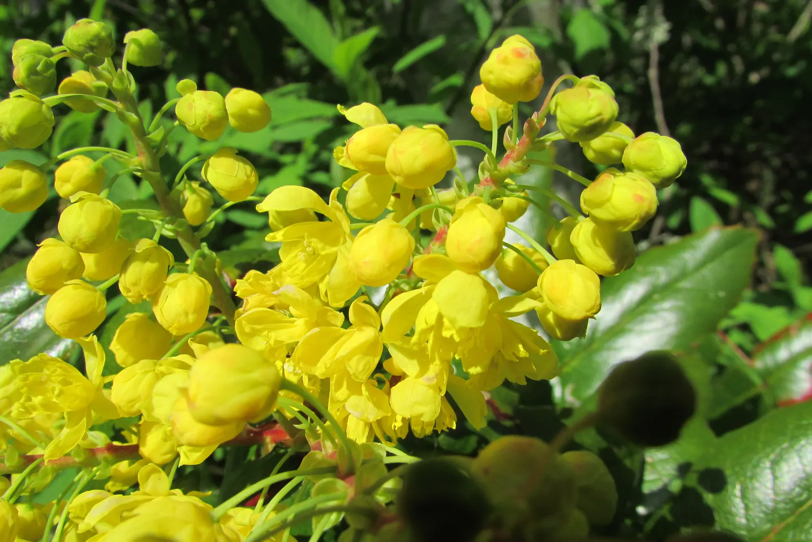 Creeping Mahonia (Mahonia Repens) — with a spread of 18 to 36 inches