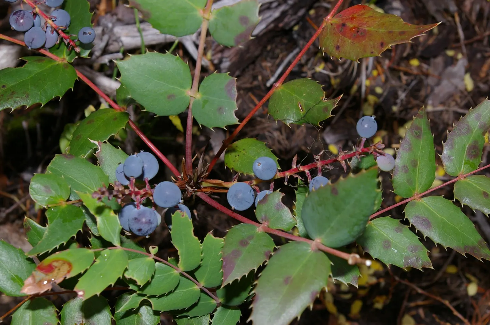 Creeping Mahonia (Mahonia Repens) — Perfect as ground cover, it adds year-round interest and is drought-tolerant once established; mass plantings on slopes for
