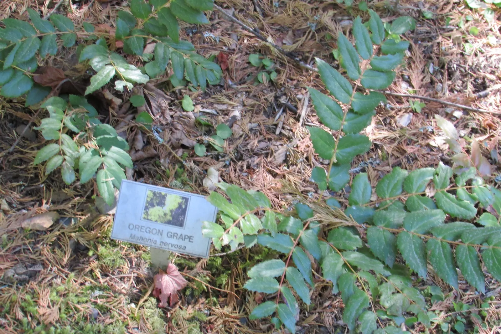 Creeping Mahonia (Mahonia Repens) — holly-like leaves that turn various shades of red and purple in the fall and winter; ground cover / shrub with, image 61
